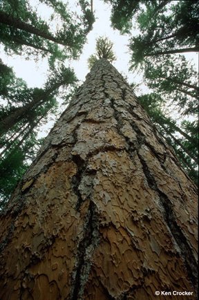 Pinus ponderosa-KSWild Archives.jpg