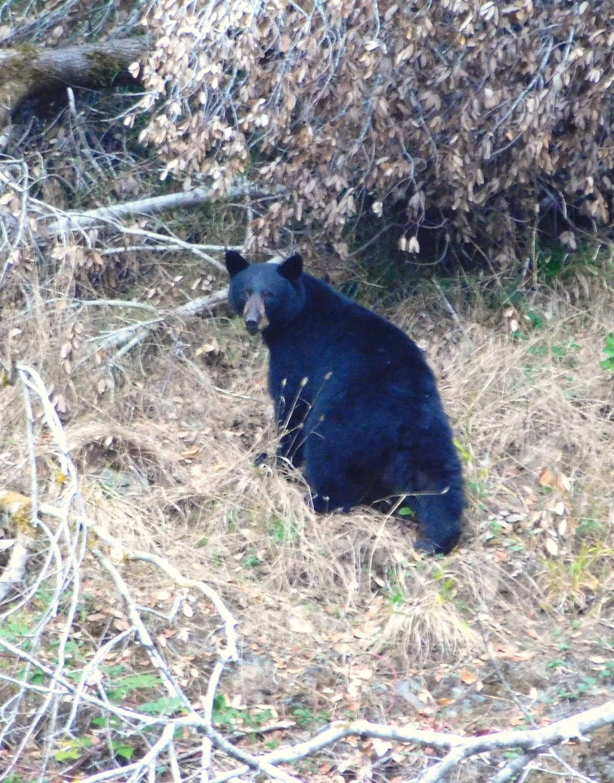 RRK Black Bear Mama Robyn Janssen.JPG