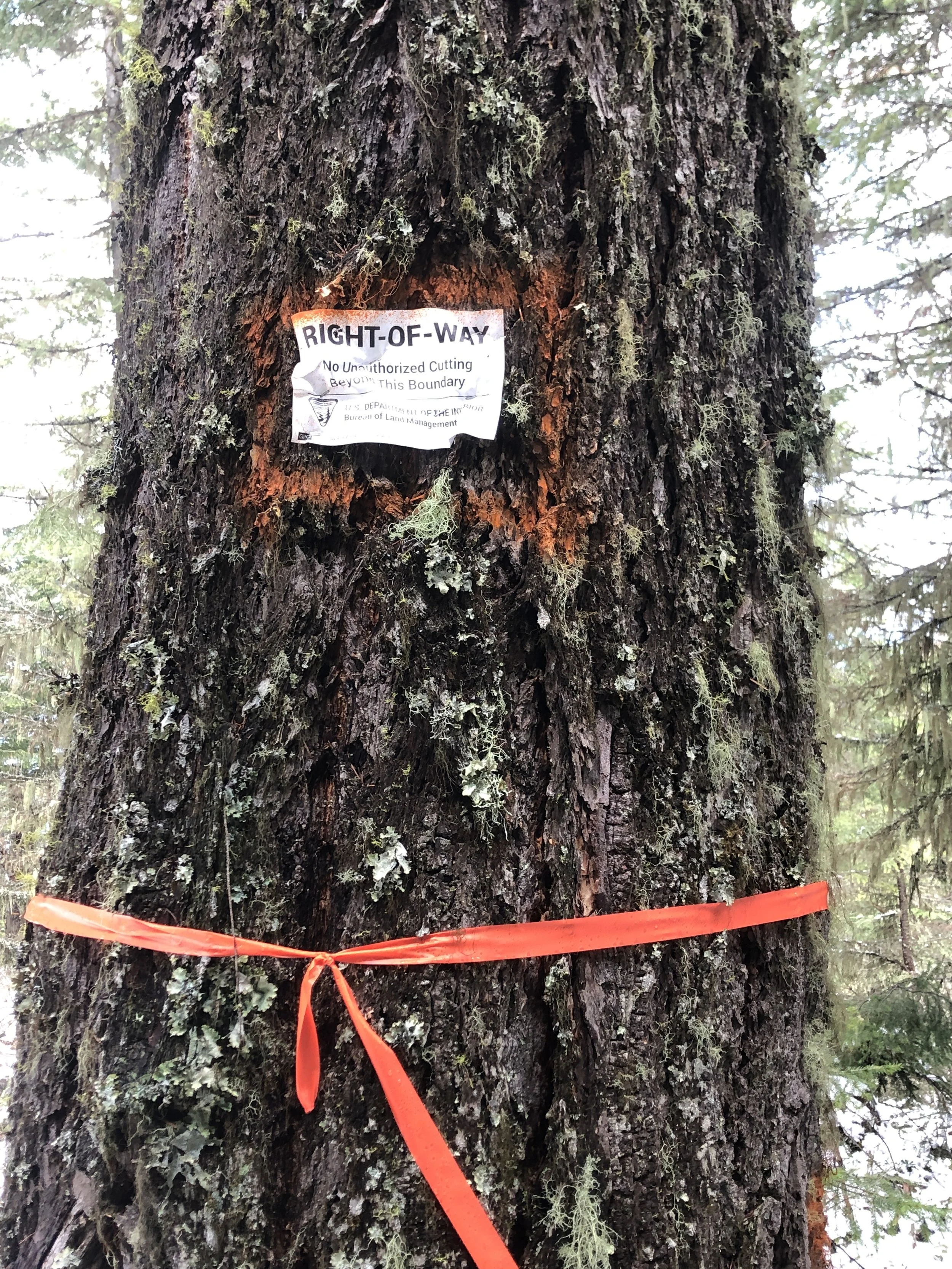 Legal Challenge to BLM’s Late Successional Reserve Logging Scheme