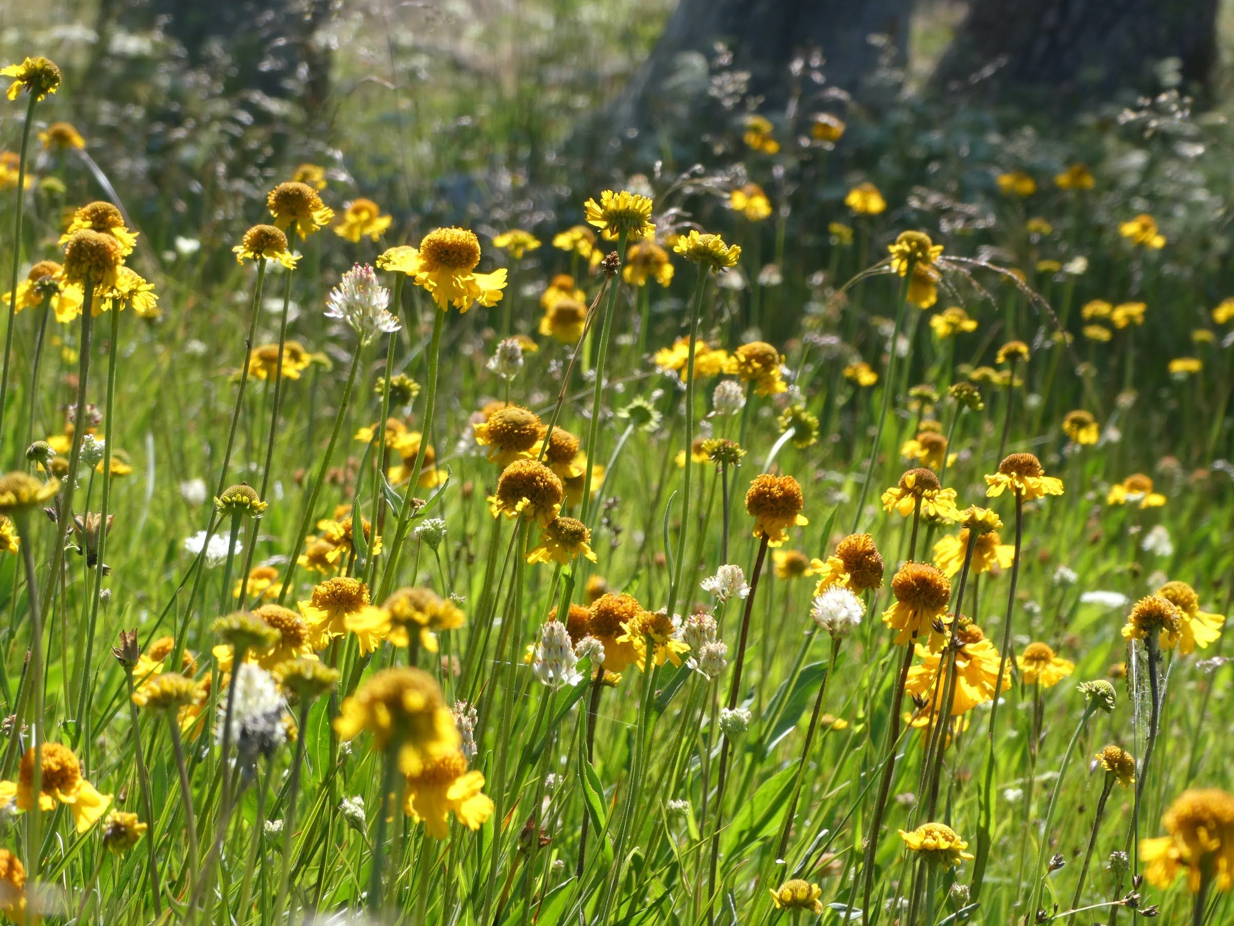 Deadfall Meadow field.jpeg