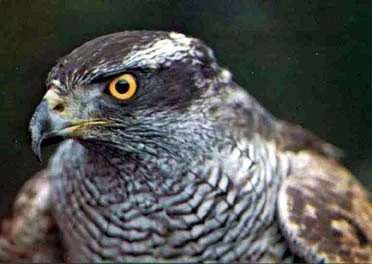 Imperiled species highlight: The northern goshawk