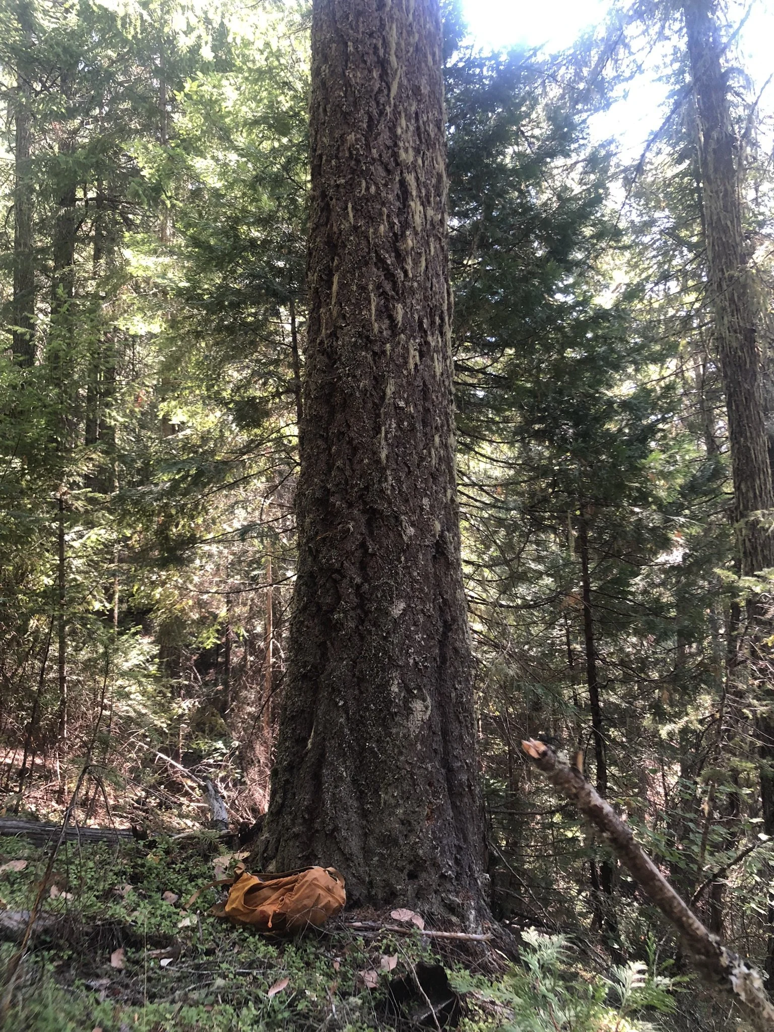 Update on the Poor Windy Old-Growth Timber Sale