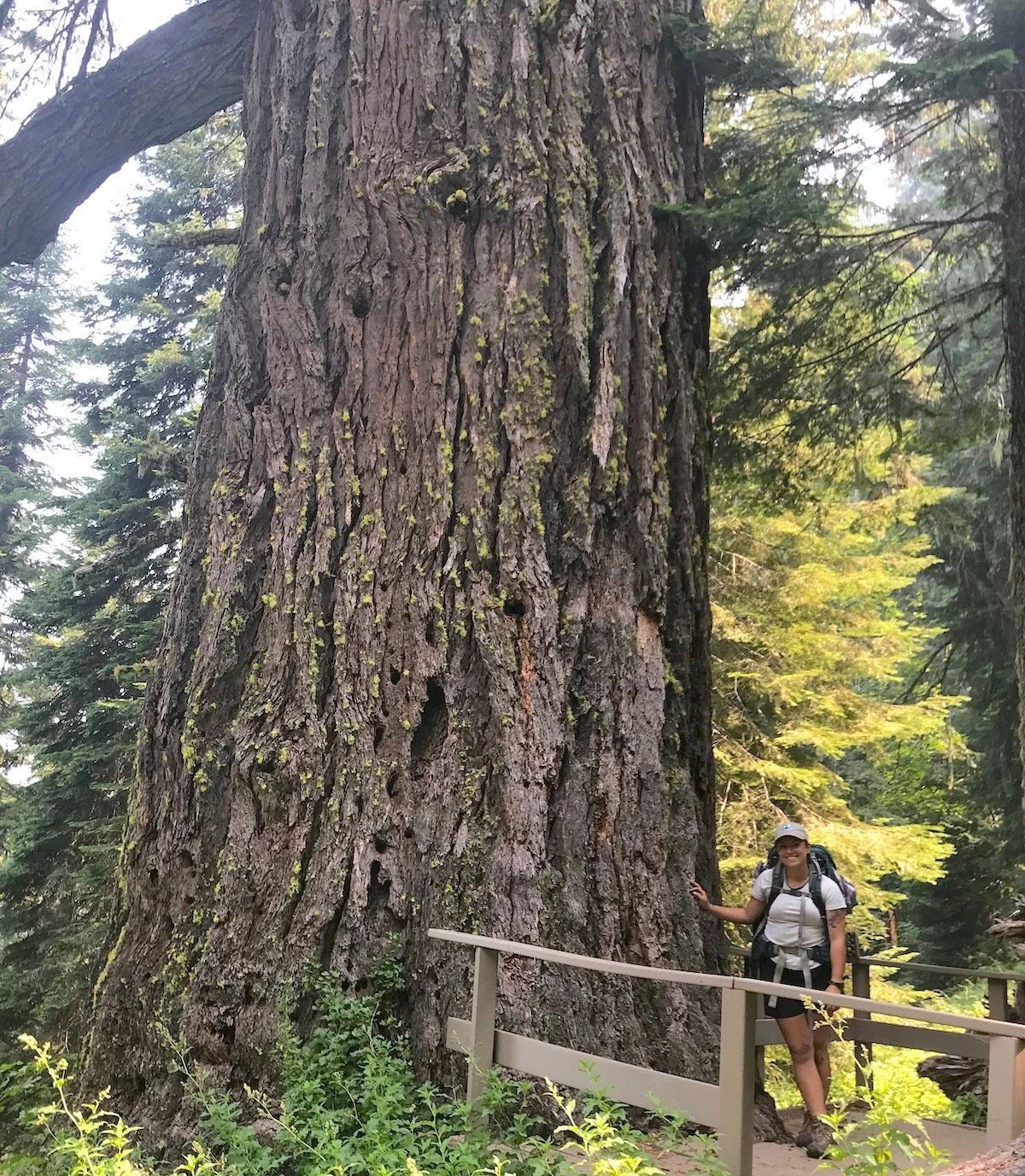 Hike to the Widest Douglas Fir Tree Known in Oregon and Summit Mt. Elijah