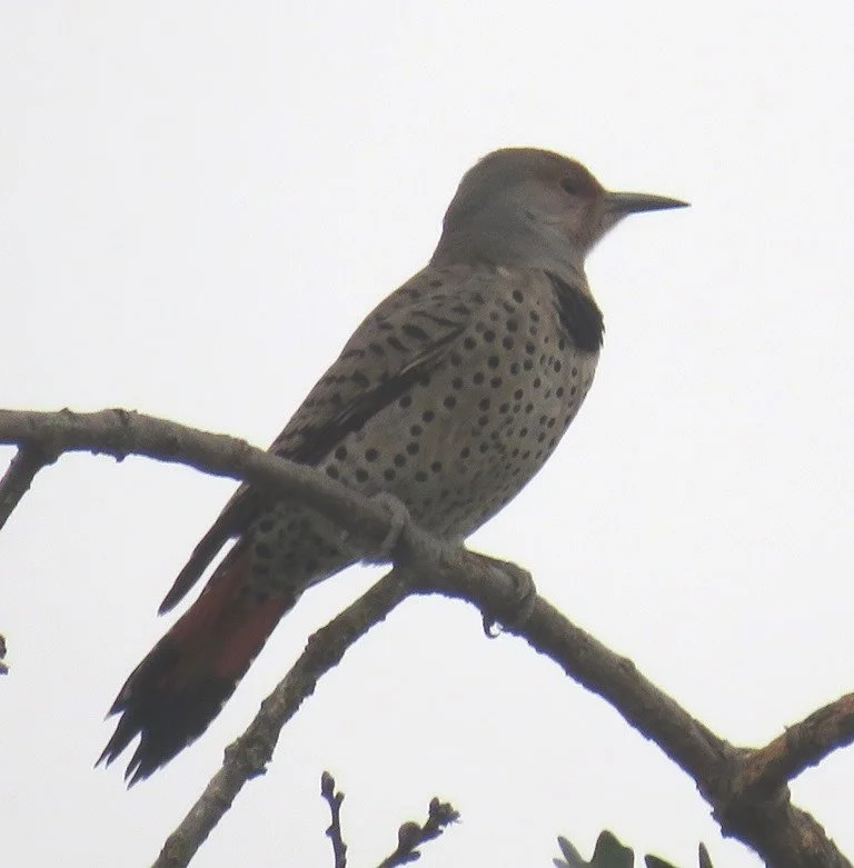 Guest Blog: Birding by Agate Lake by Harry Fuller