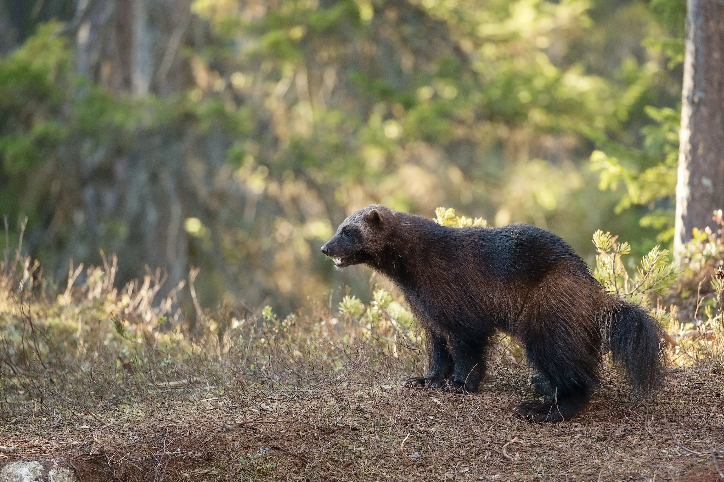 Wolverine Receives Much-Needed Endangered Species Act Protections