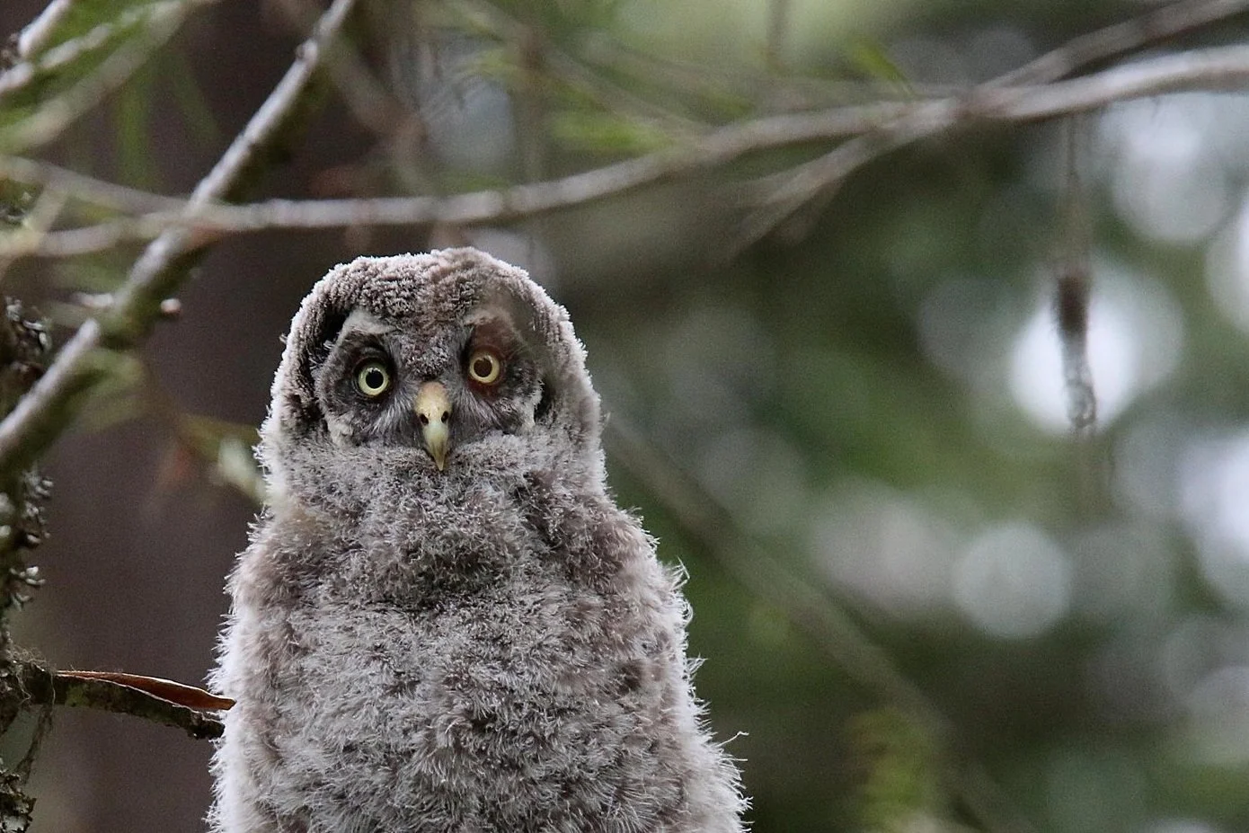 Great Grey Owl Field Trip in the Cascade Siskiyou National Monument with Harry Fuller