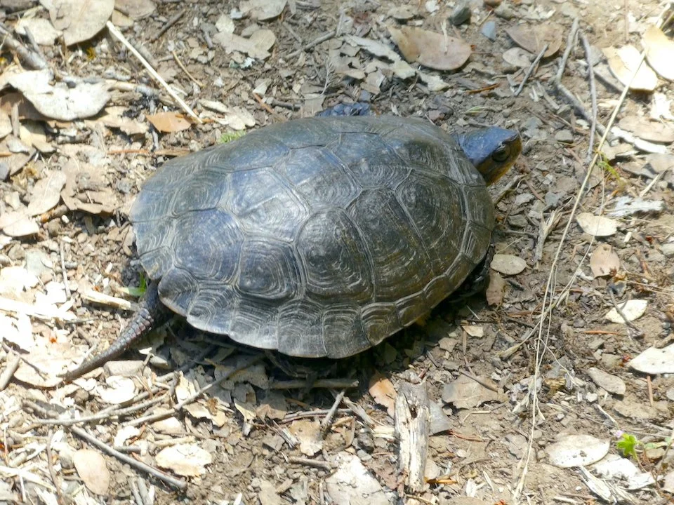 Turtles, Birds, and a Planned Park: Bear Creek in Central Point