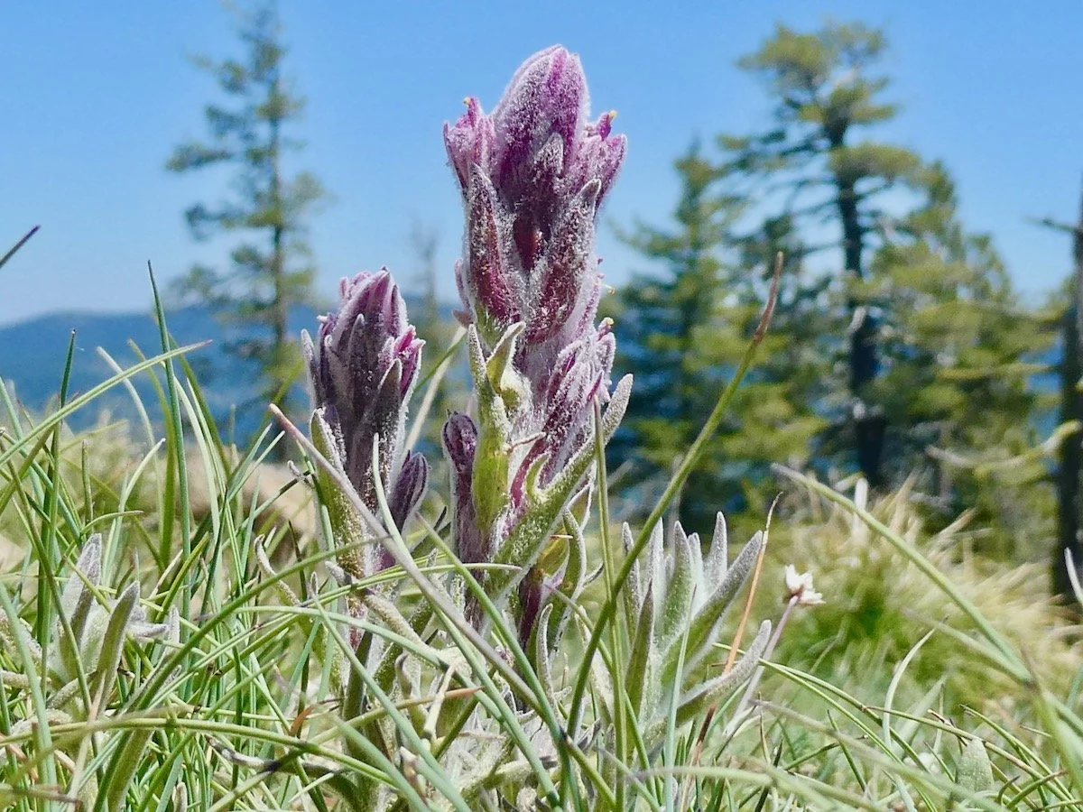 Red Mountain Wildflower Hike 
