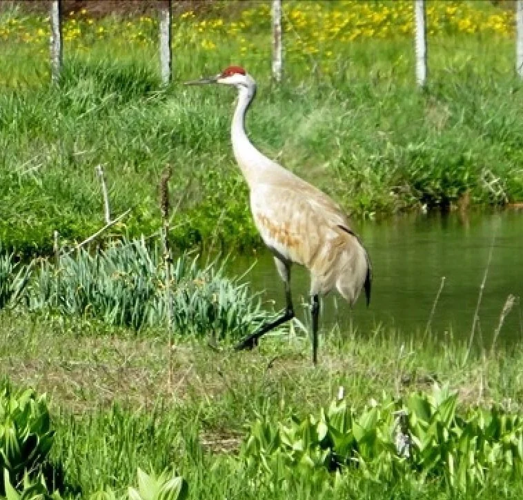 Guest blog: Birding with Harry Fuller
