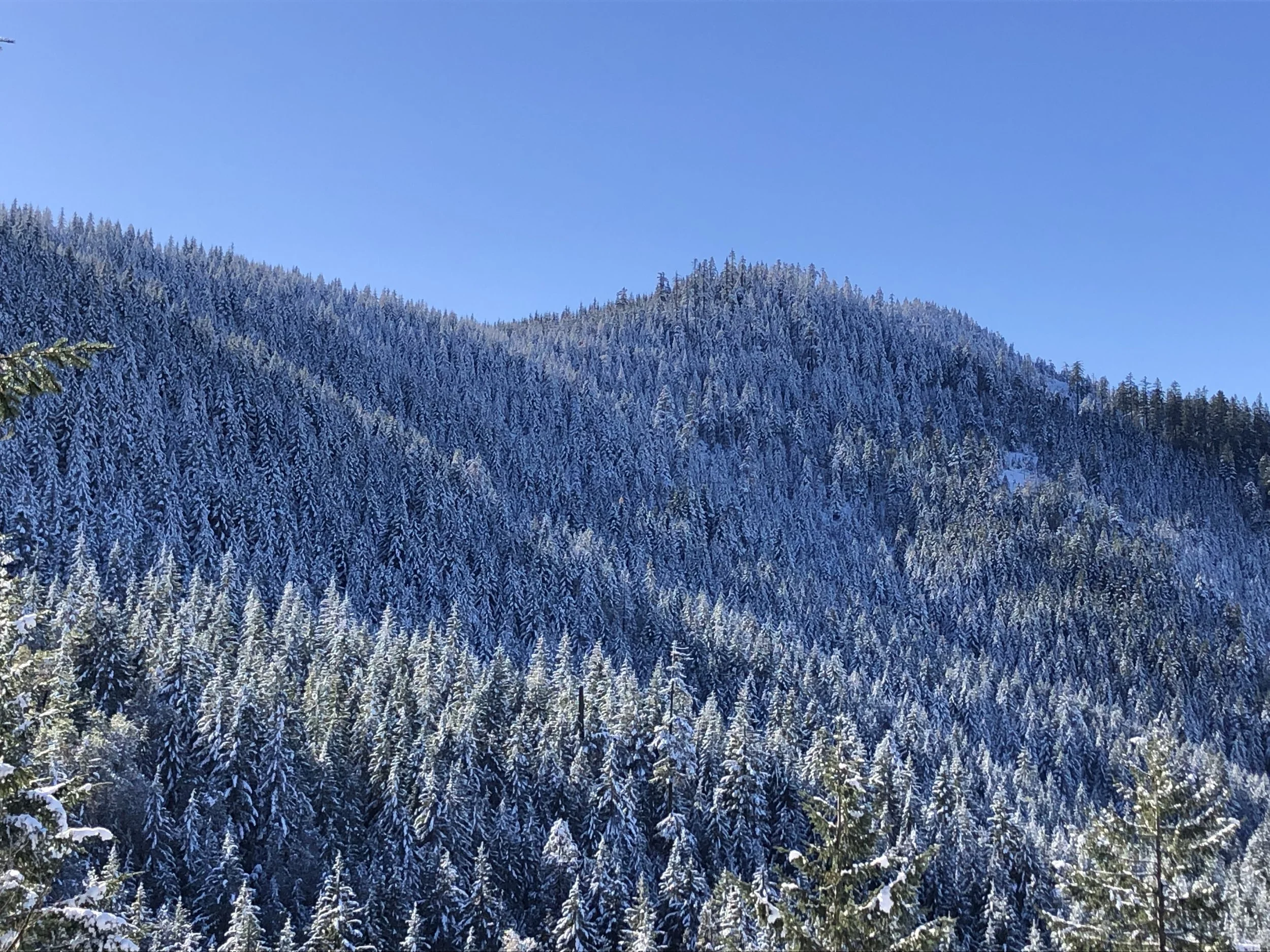 Medford BLM's next old-growth timber sale: Last Chance