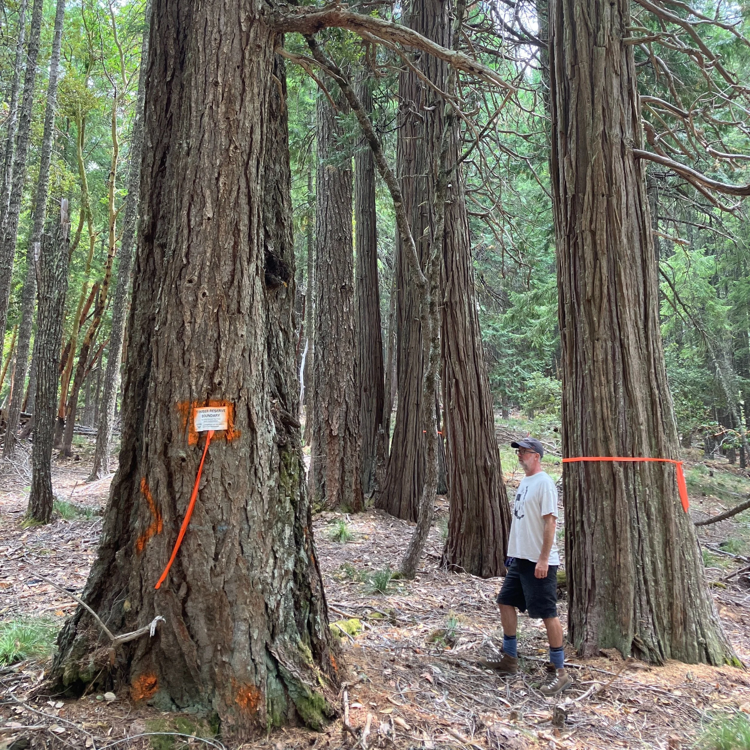 Medford BLM's latest old-growth timber sale is aptly named Last Chance