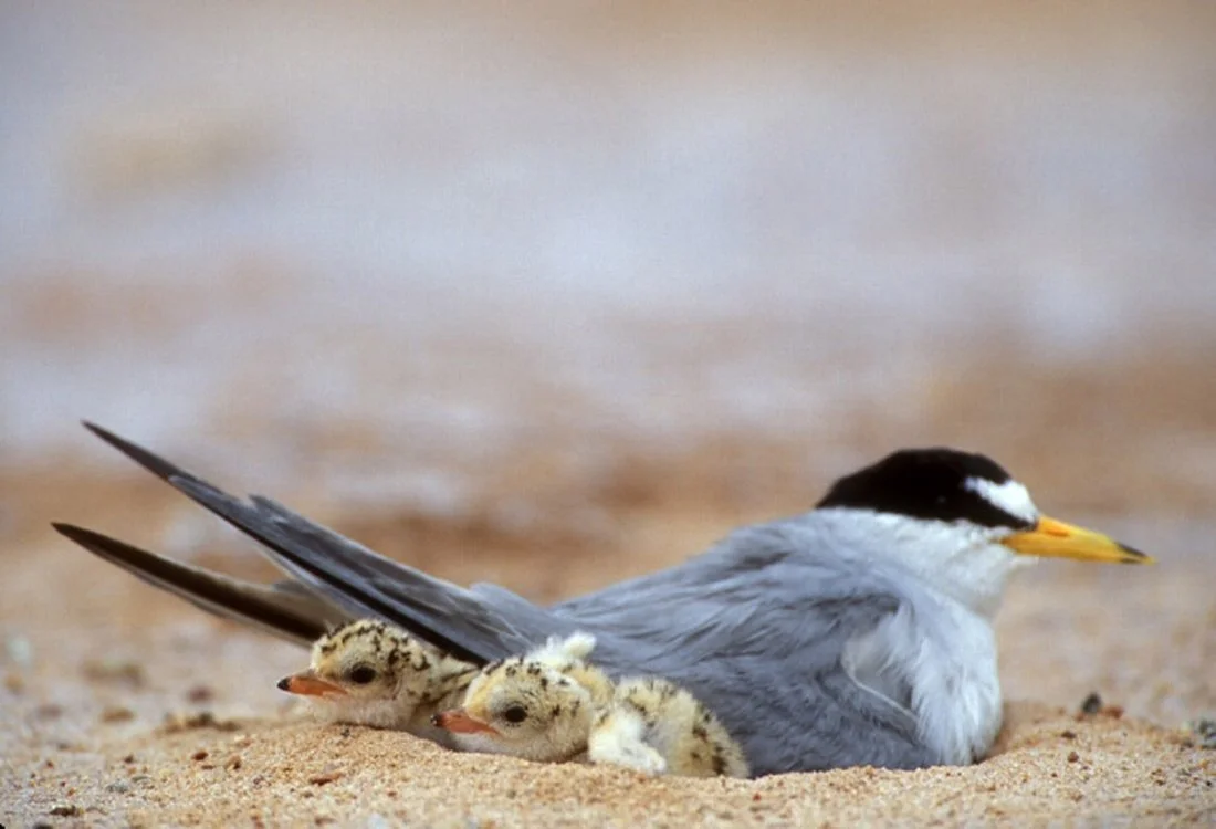 birds jeff.jpg