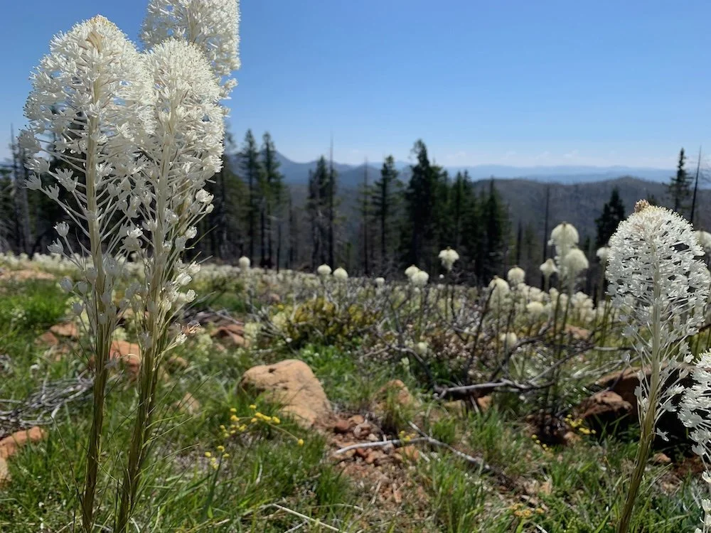 Big Red Mountain Wildflower Hike