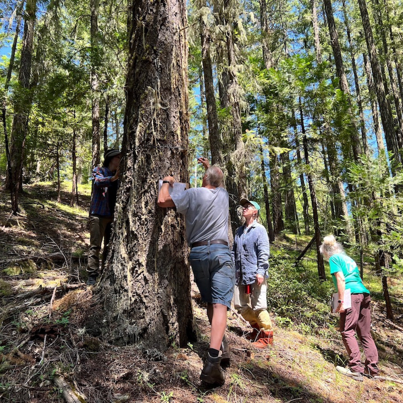 Groundtruthing the Last Chance Timber Sale