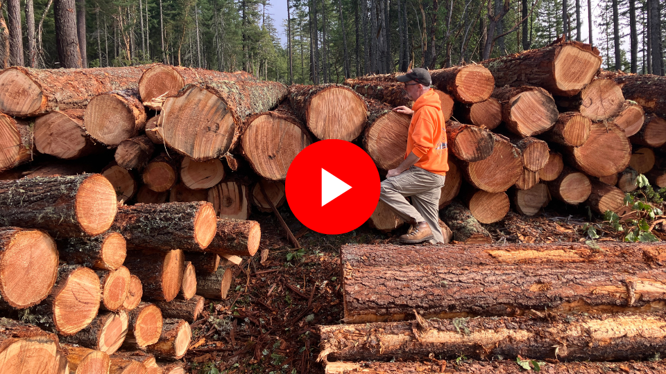 Logging underway at the Last Chance old-growth timber sale