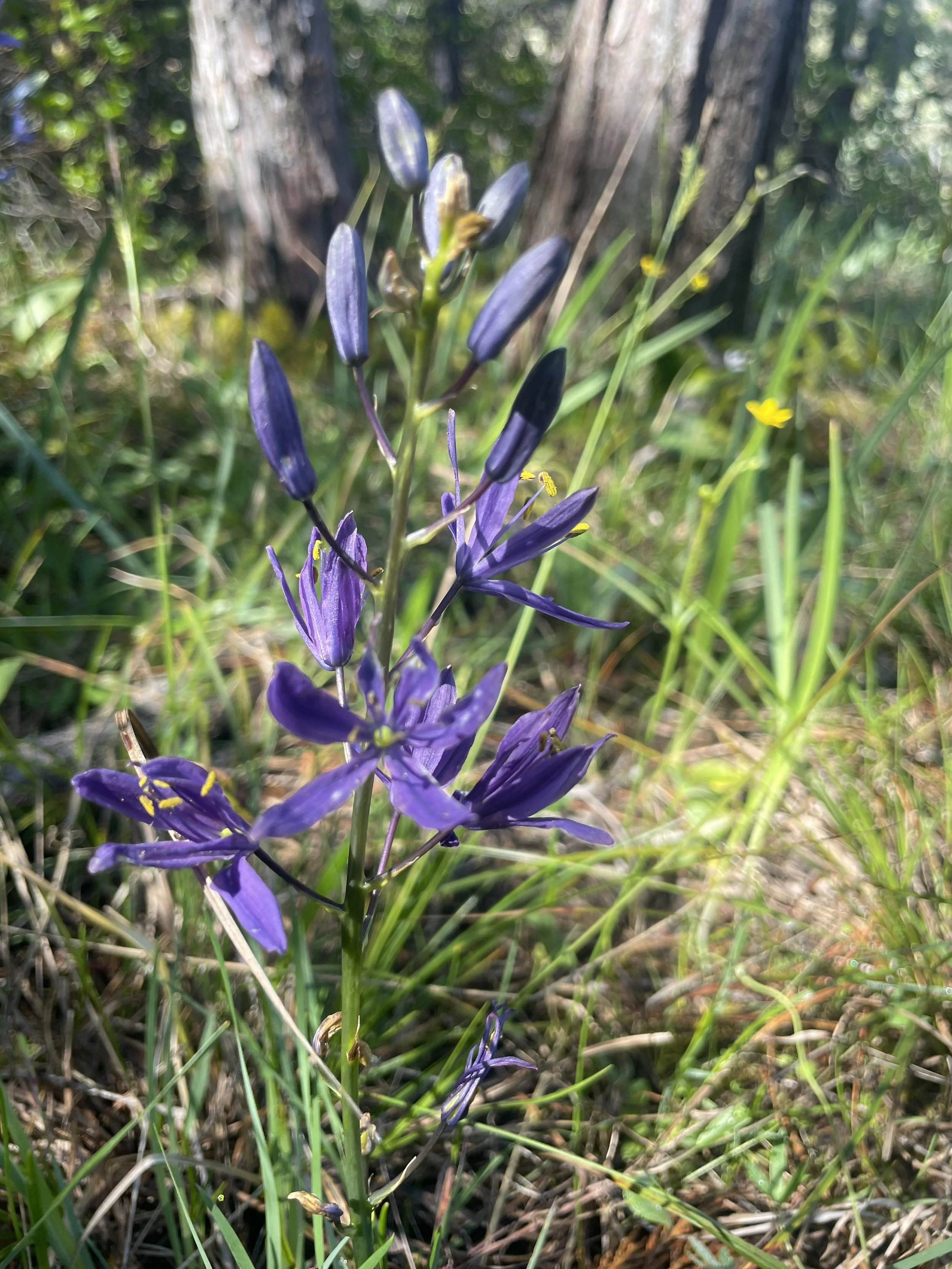 Common Camas (Camassia quamash)