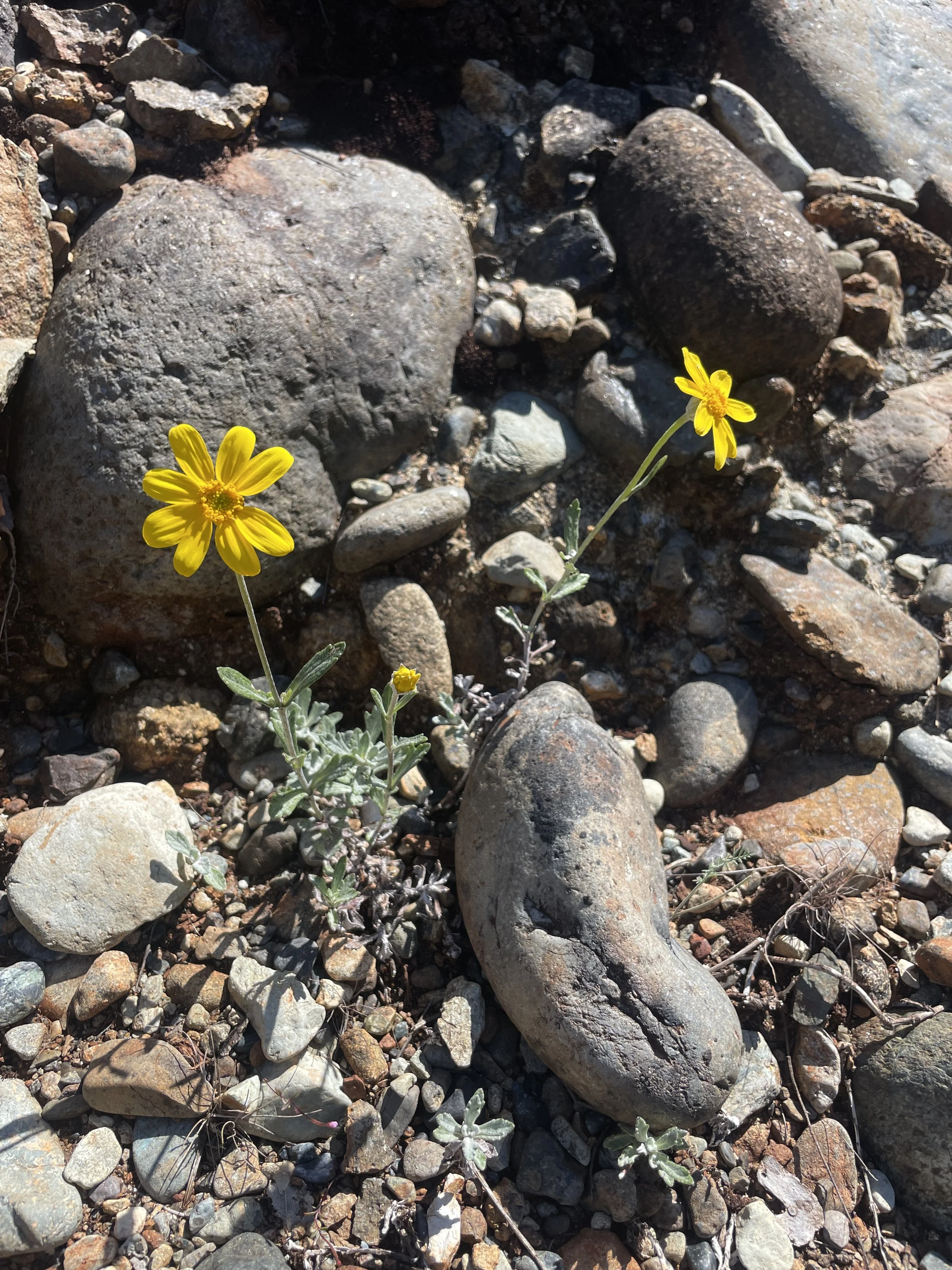 Common Woolly Sunflower (Eriophyllum lanatum var. integrifolium)