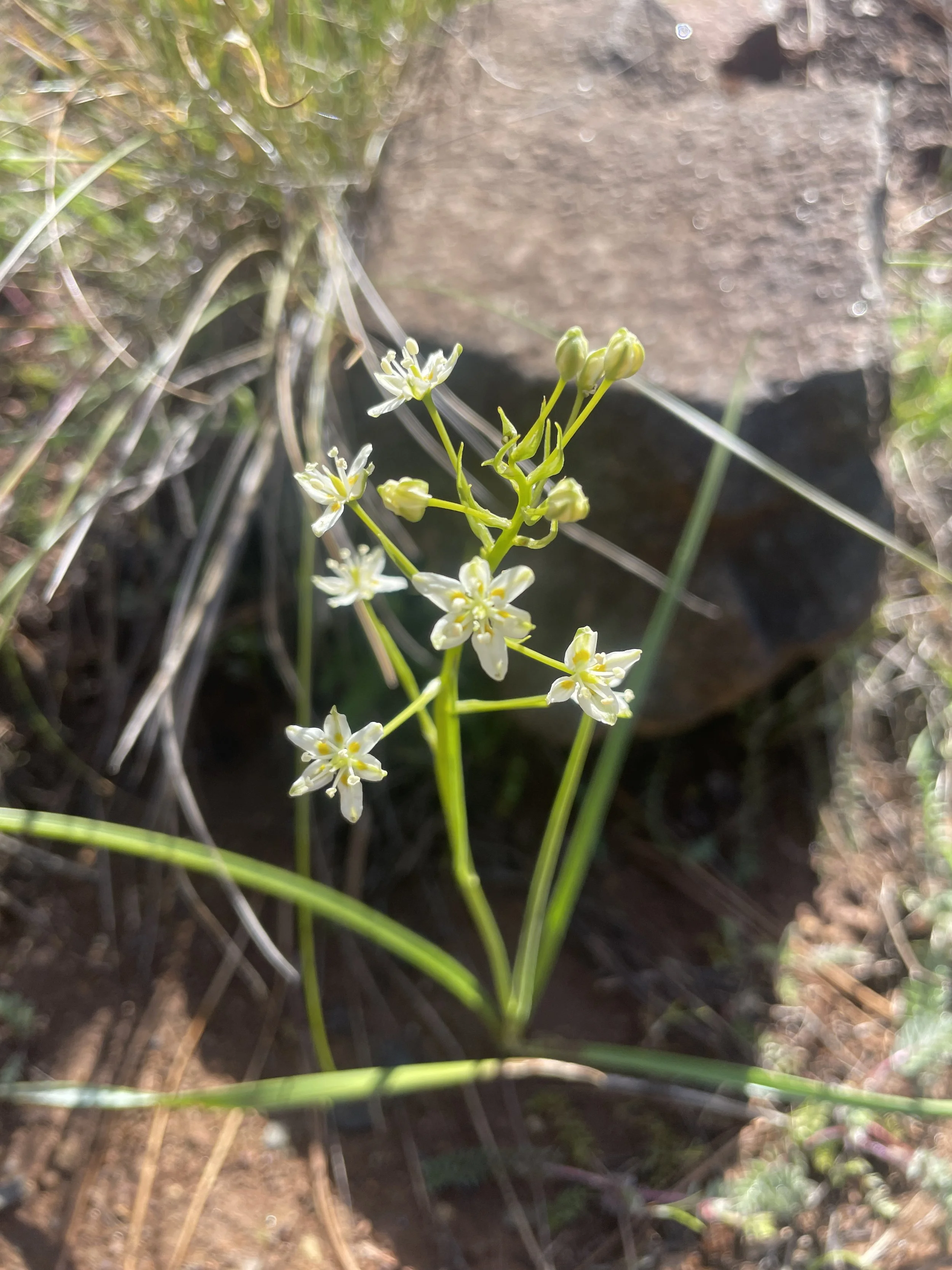 Meadow Death Camas (Zigadenus venenosus)