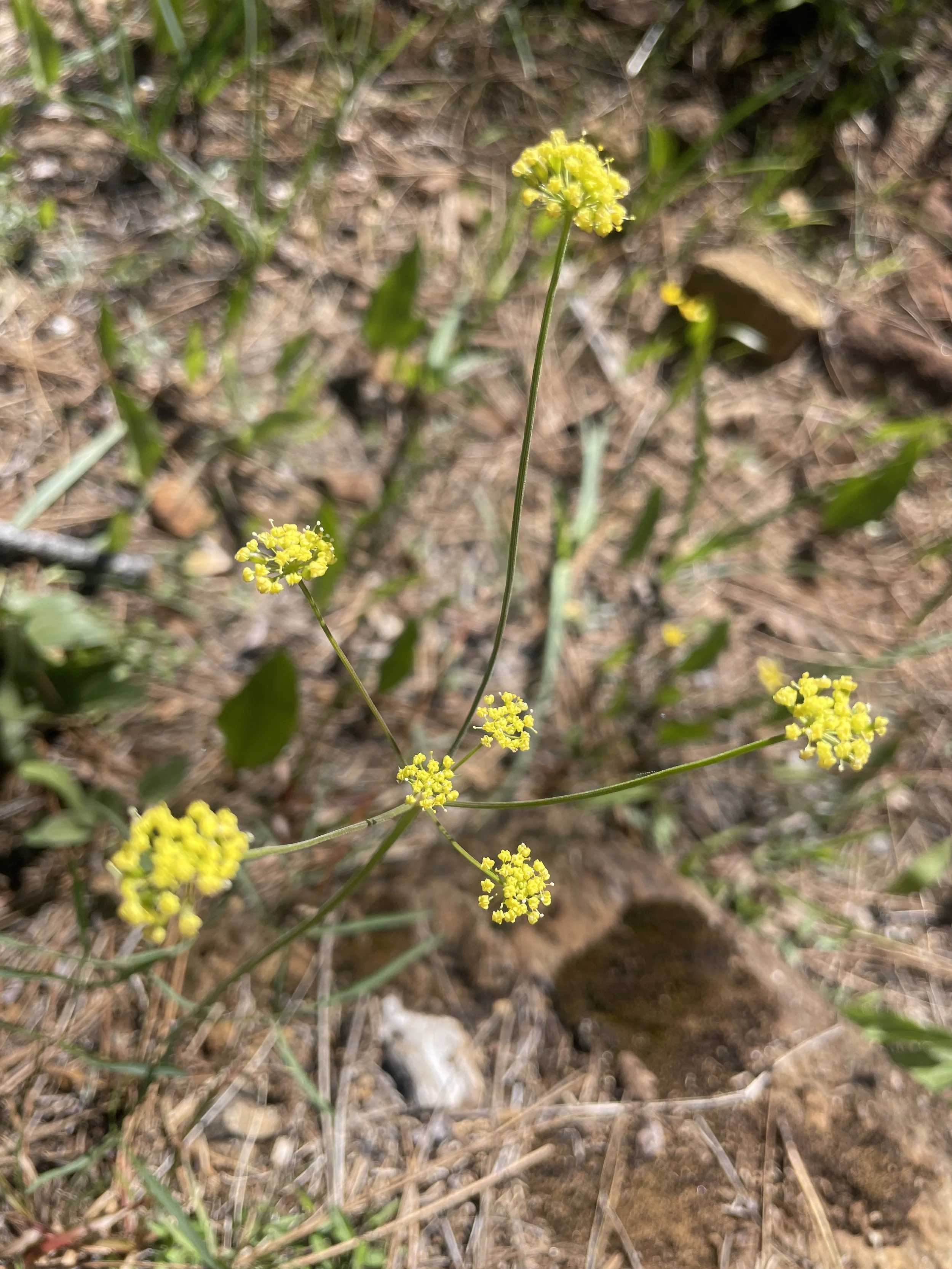 Narrow-Leaved Desert Parsley (Lomatium triternatum)