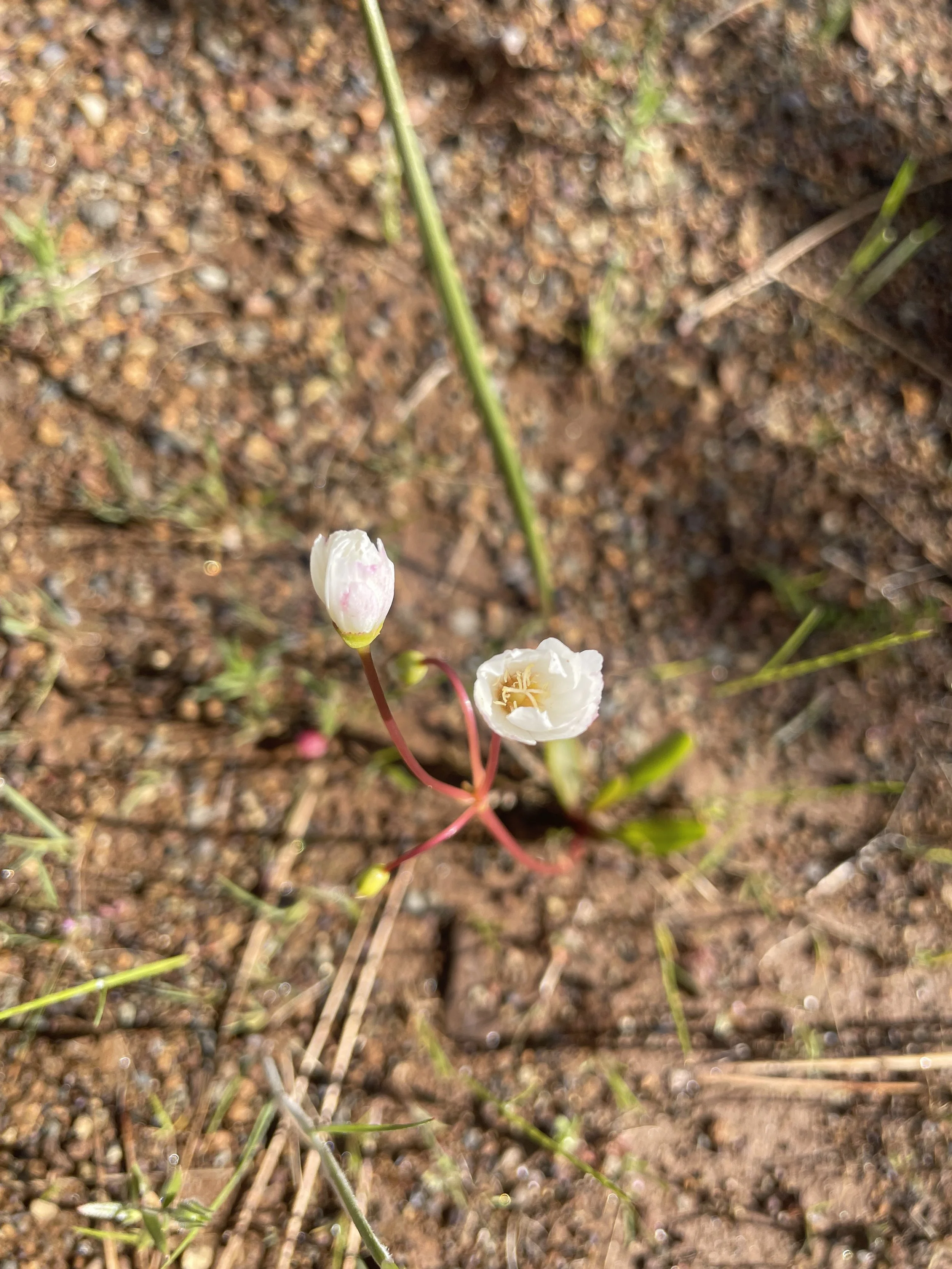 Oppositeleaf Lewisia (Lewisia oppositifolia)