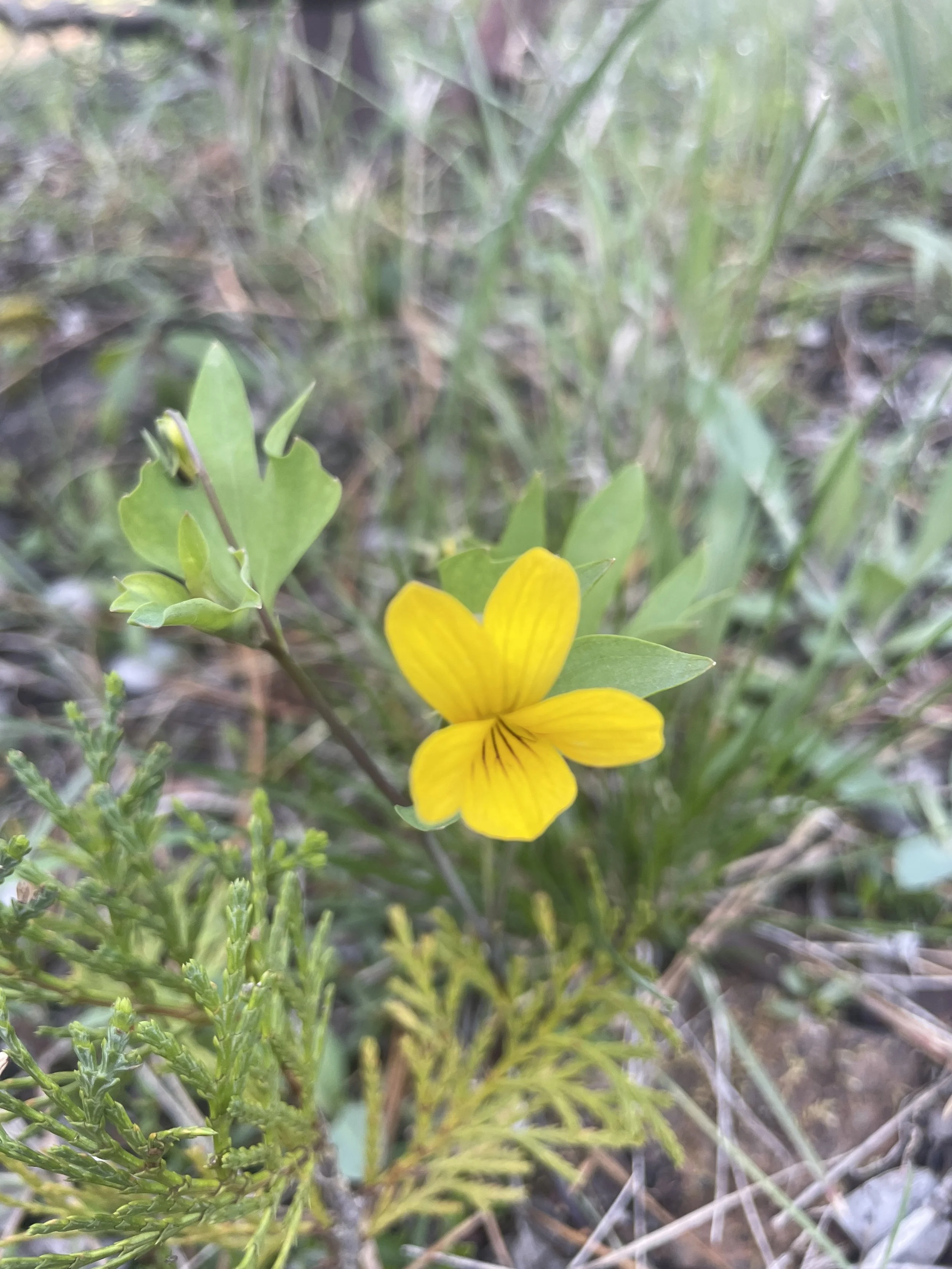 Pine Violet (Viola lobata ssp. lobata)
