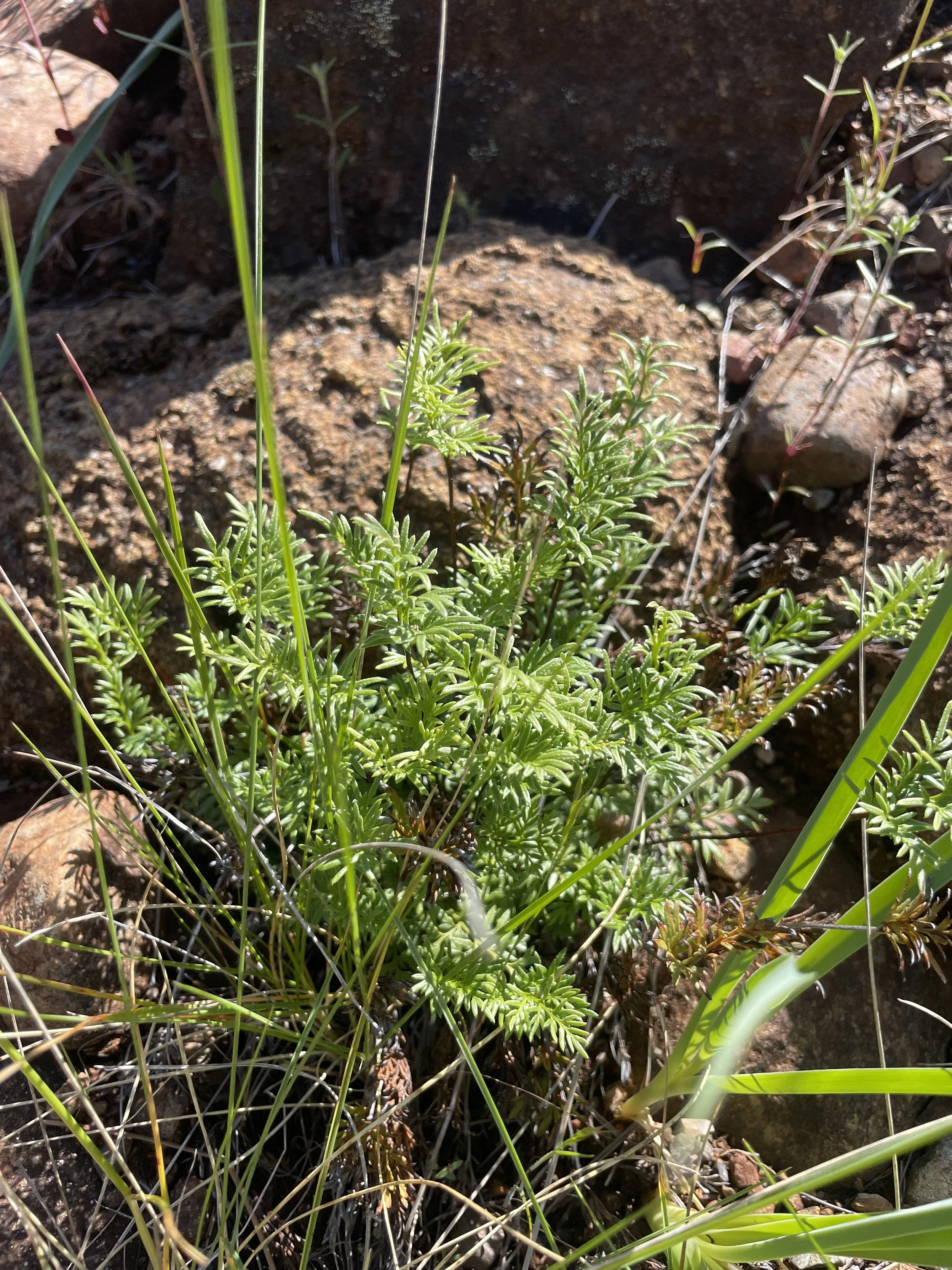 Serpentine Fern (Aspidotis densa)