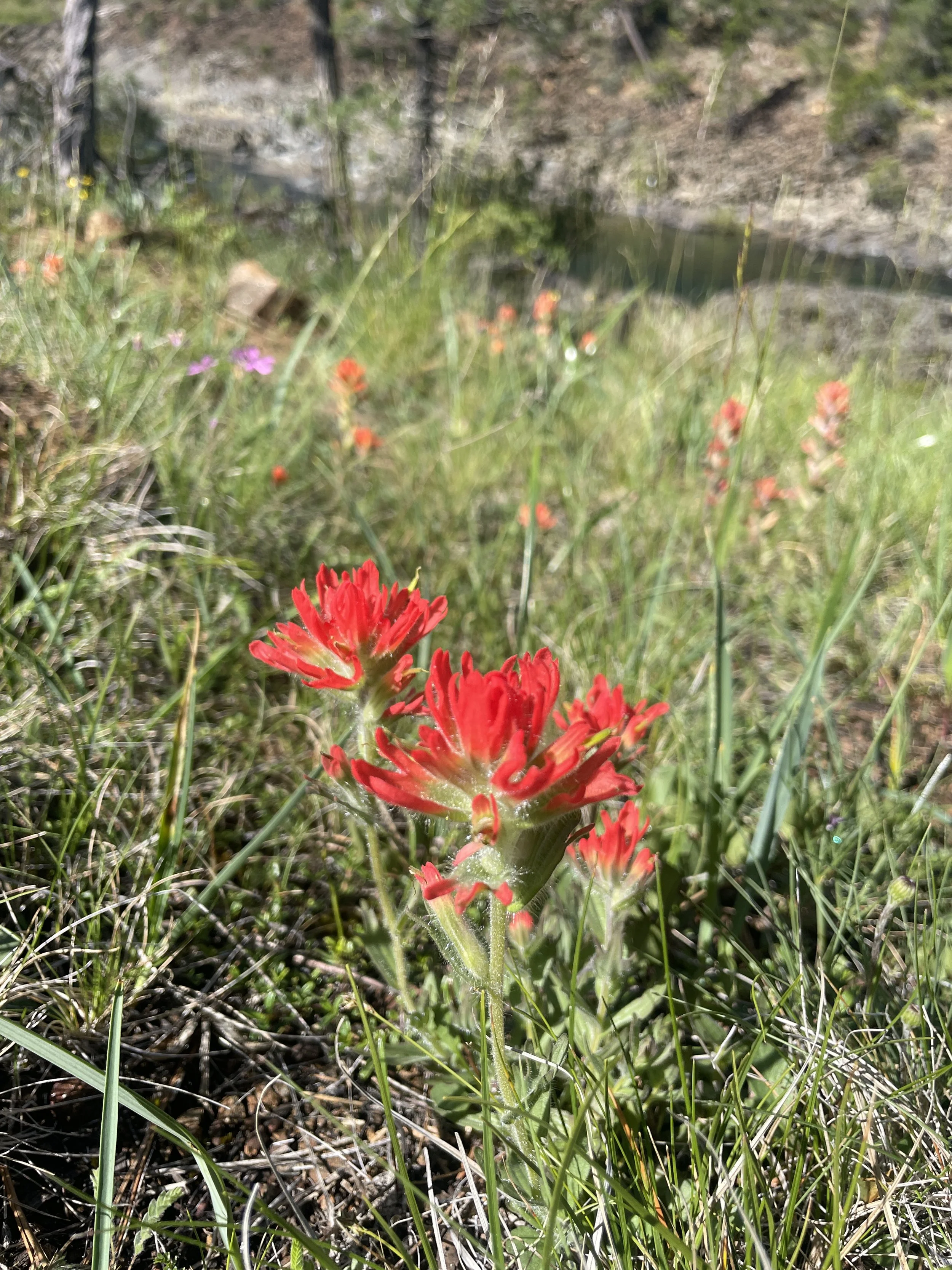 Short-lobed Paintbrush (Castilleja brevilobata)