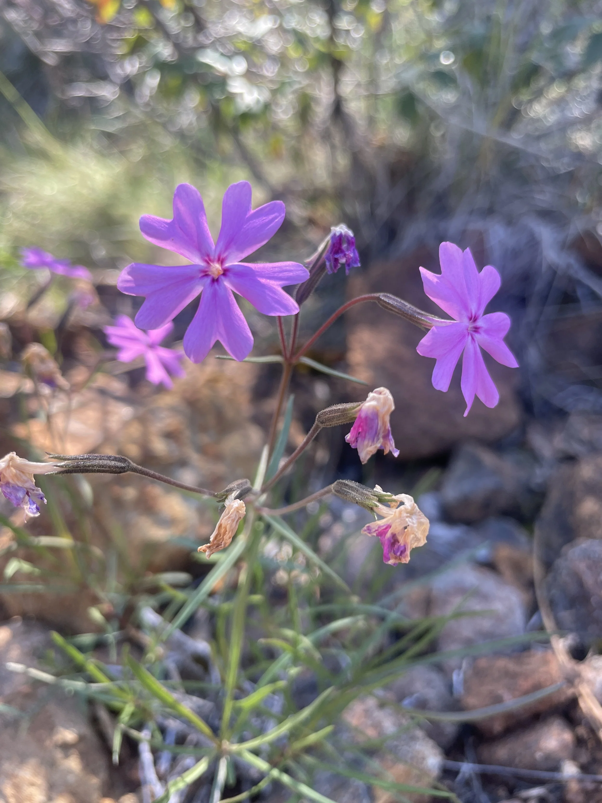 Showy Phlox (Phlox speciosa)
