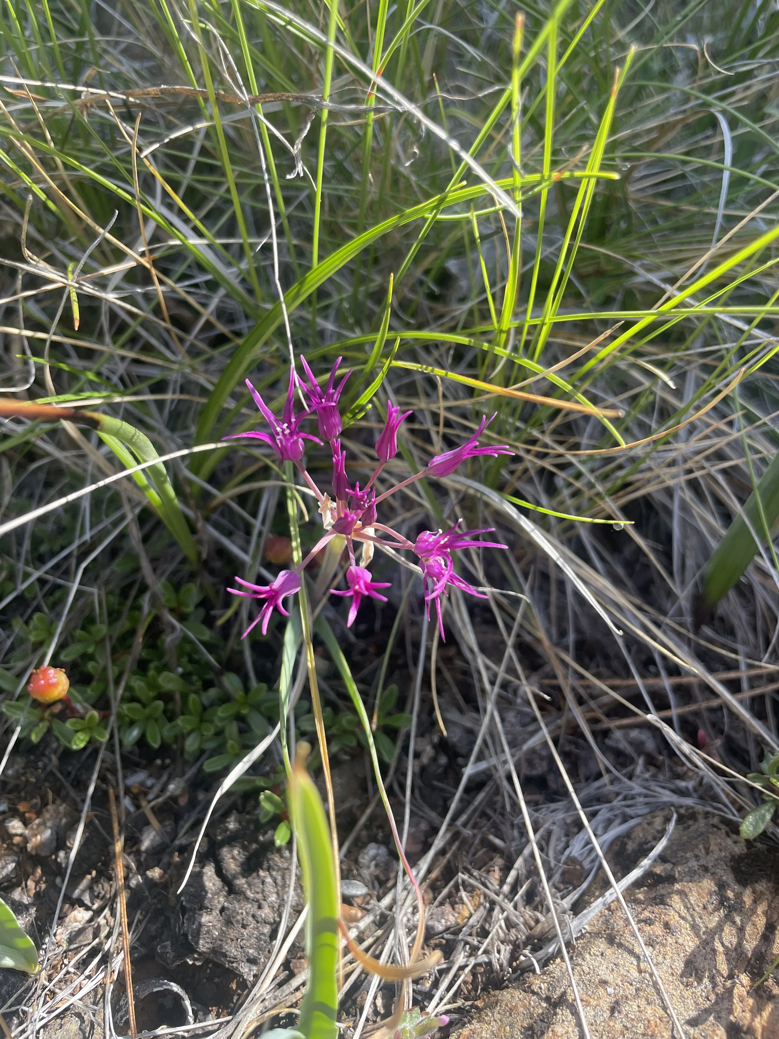 Sickle-Leaved Onion (Allium falcifolium)