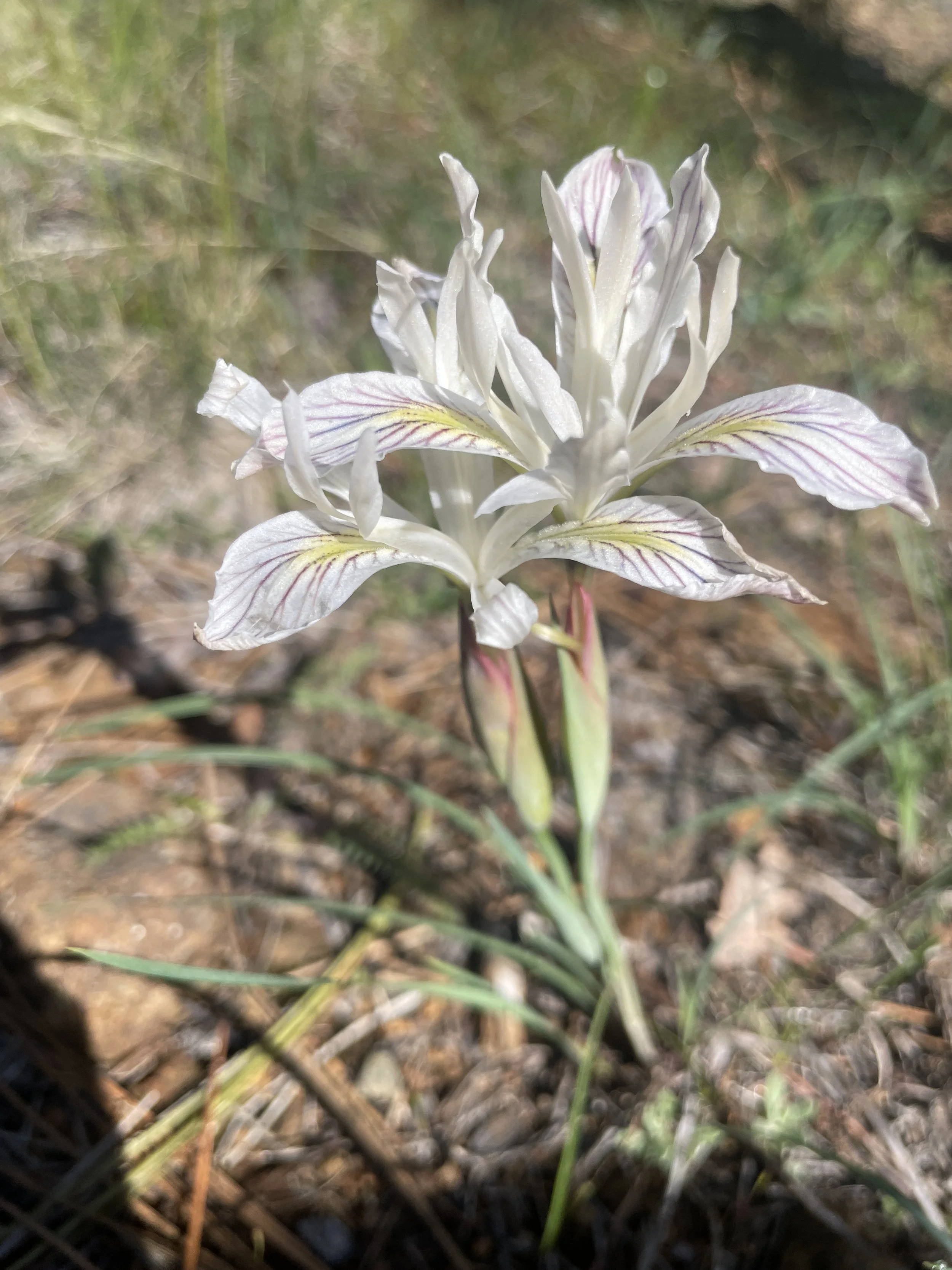 Slender-Tubed Iris (Iris chrysophylla)