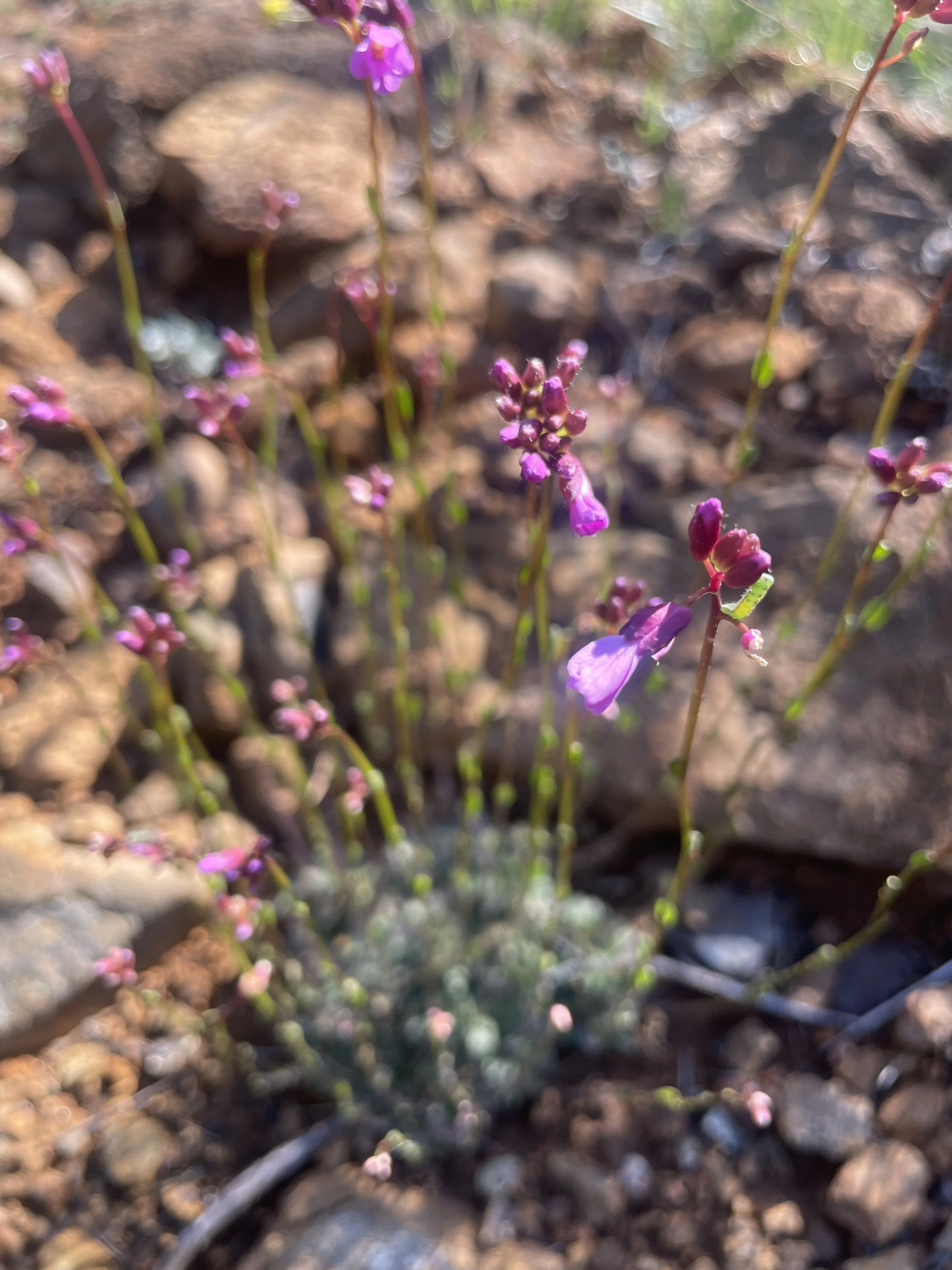 Waldo rockcress (Arabis aculeolata)
