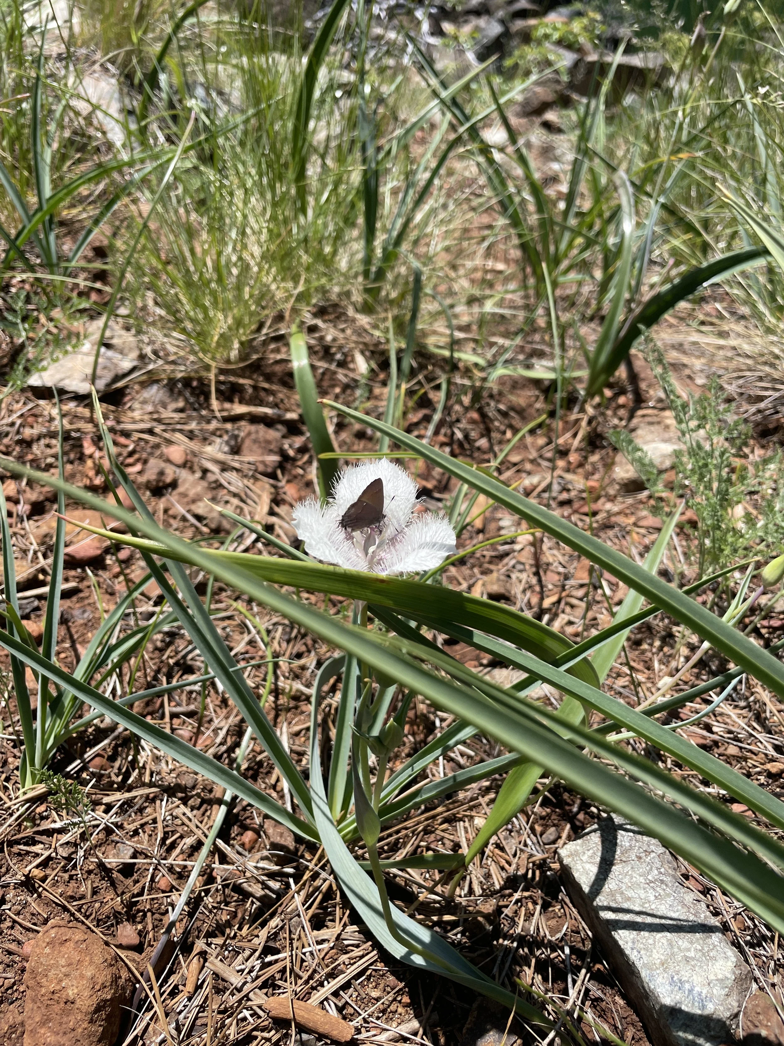 Tolmie Star-Tulip (Calochortus tolmiei)