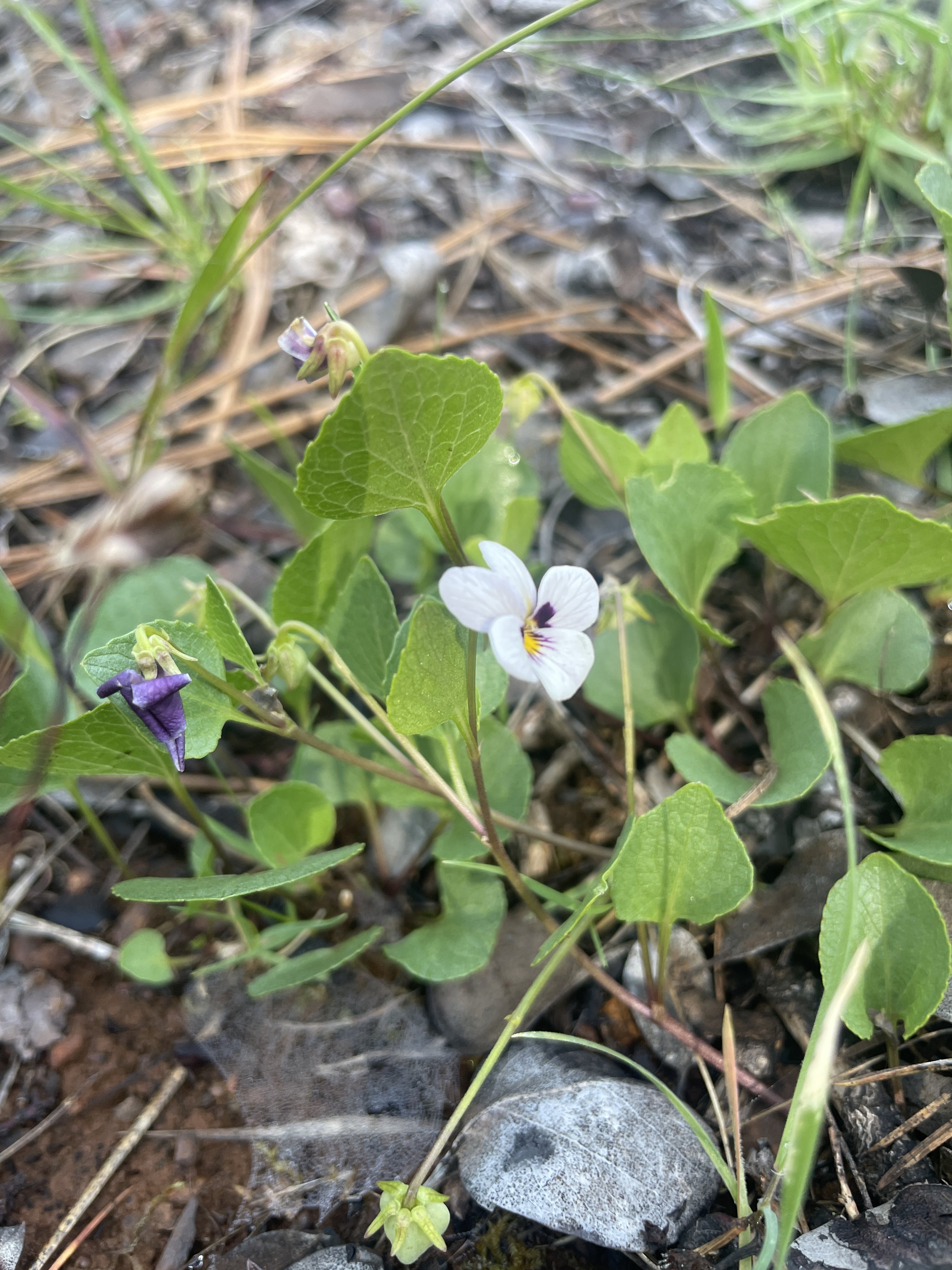 Wedge-Leaved Violet (Viola cuneata)