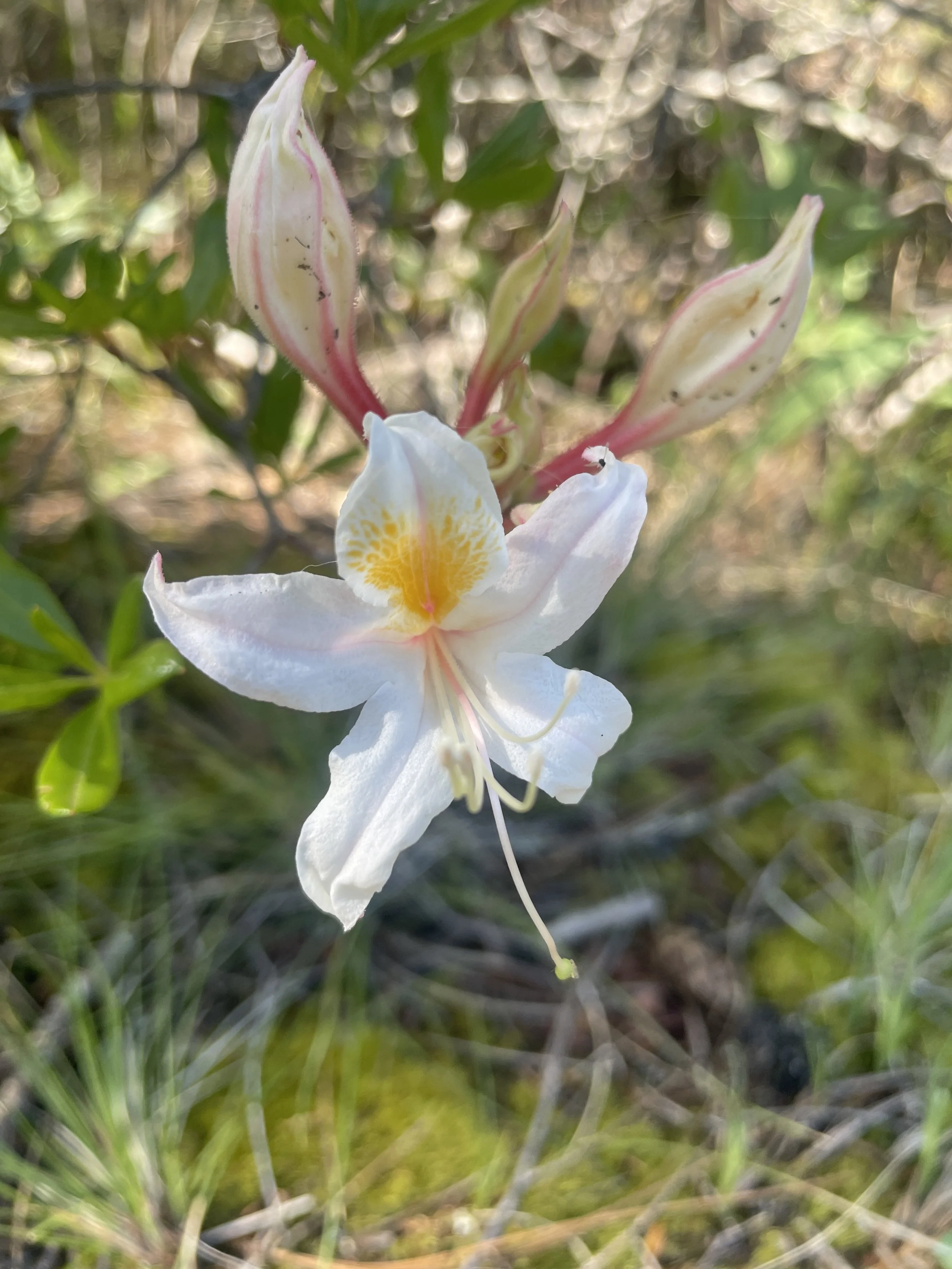 Western Azalea (Rhododendron occidentale)