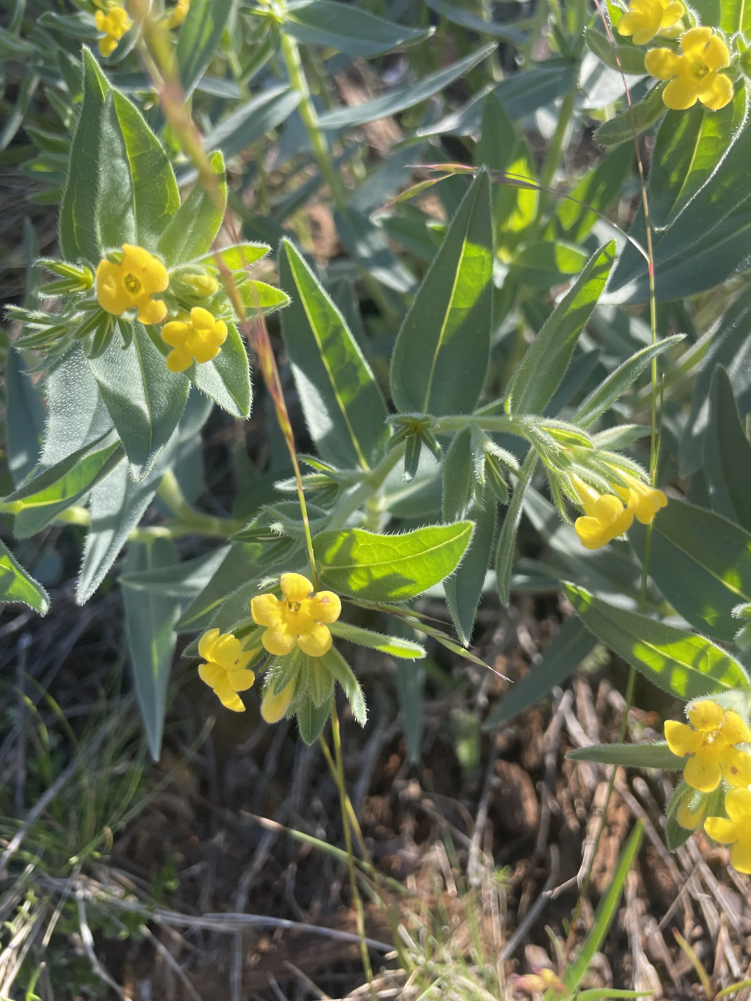 Western Gromwell (Lithospermum ruderale)