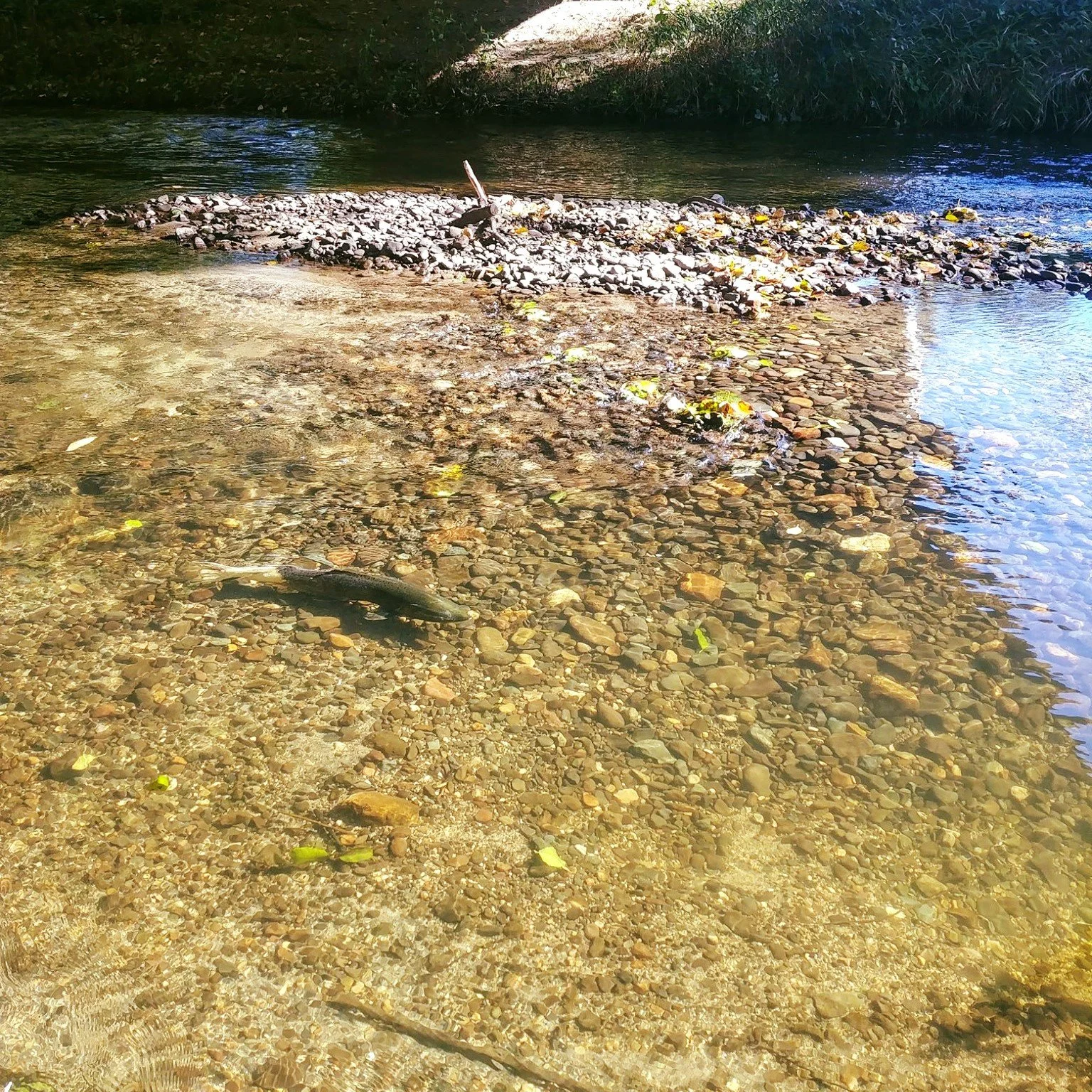 Bear Creek Salmon Viewing Bike Ride