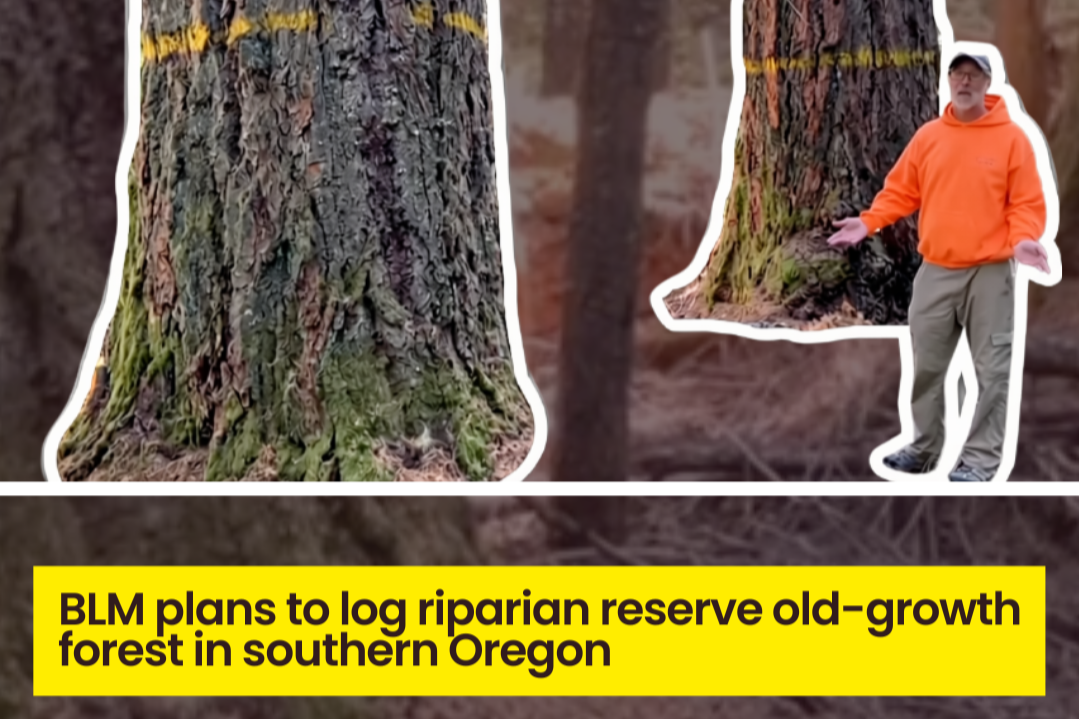 ACTION: BLM Forests in Oregon Are More Than #Timber