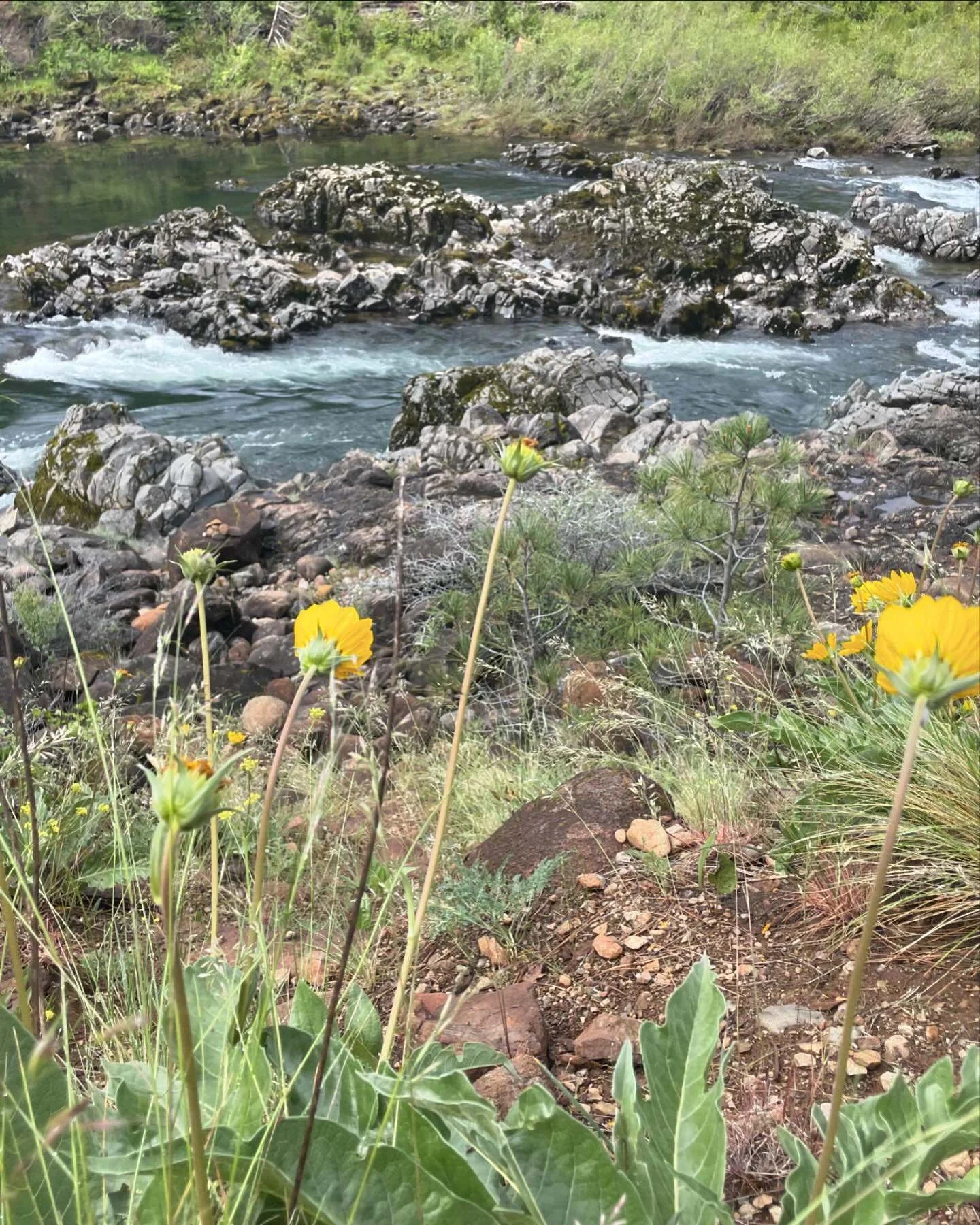 Wildflowers are Abloom at Eight Dollar Mountain Botanical Area