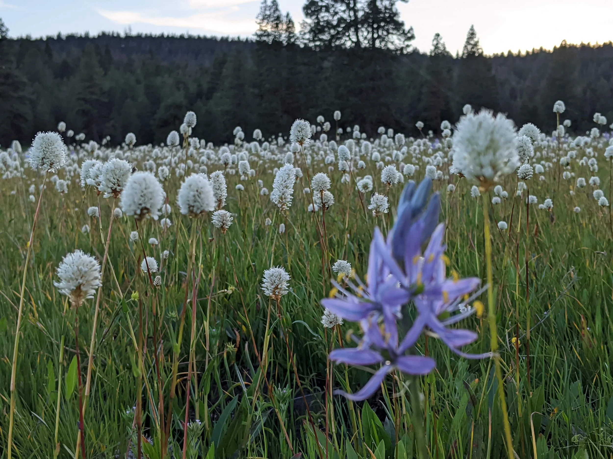Photo Monitoring at Eight Dollar Mountain Botanical Area