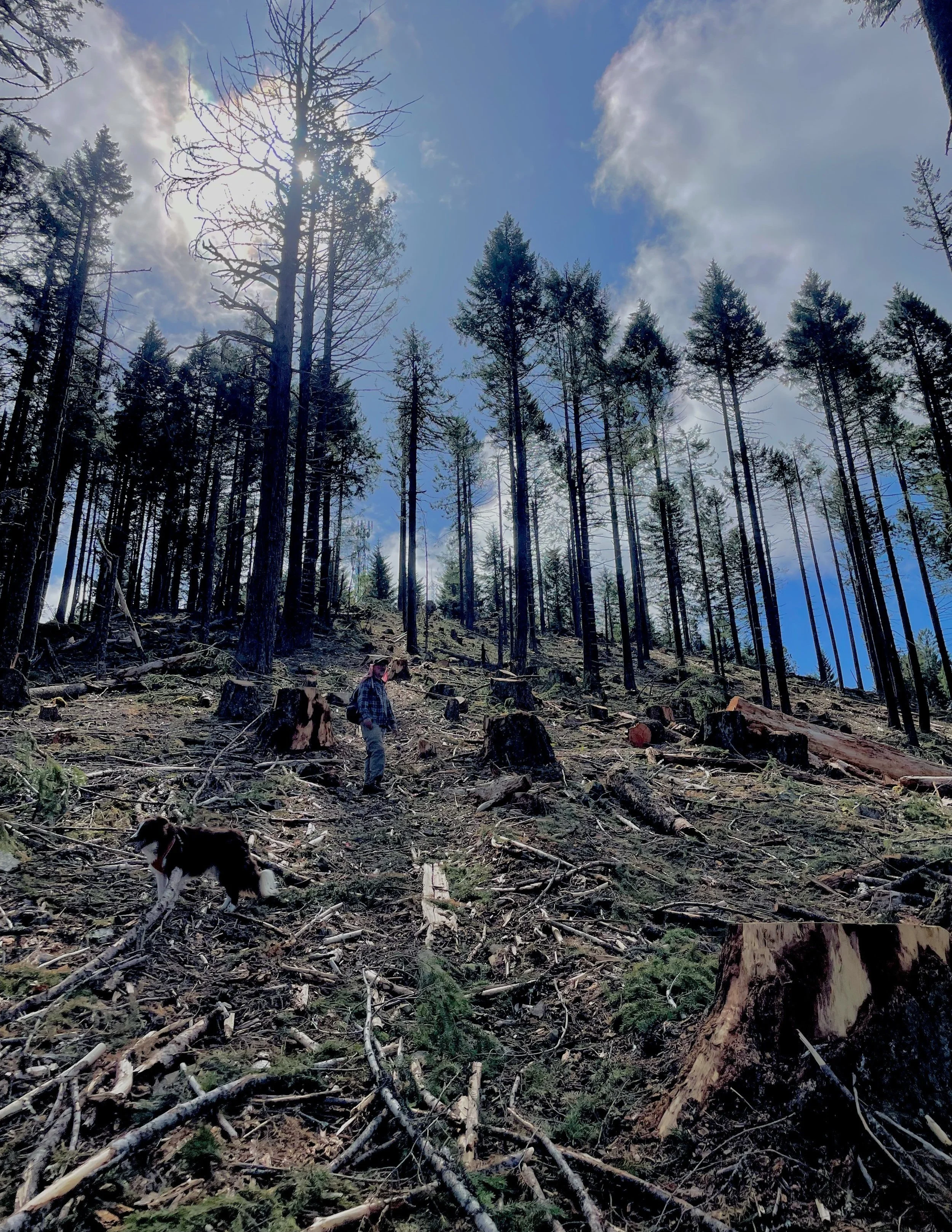 Timber Rats Oregon Field Report: Mill Rat Timber Sale, Poor Windy Project — Klamath ...