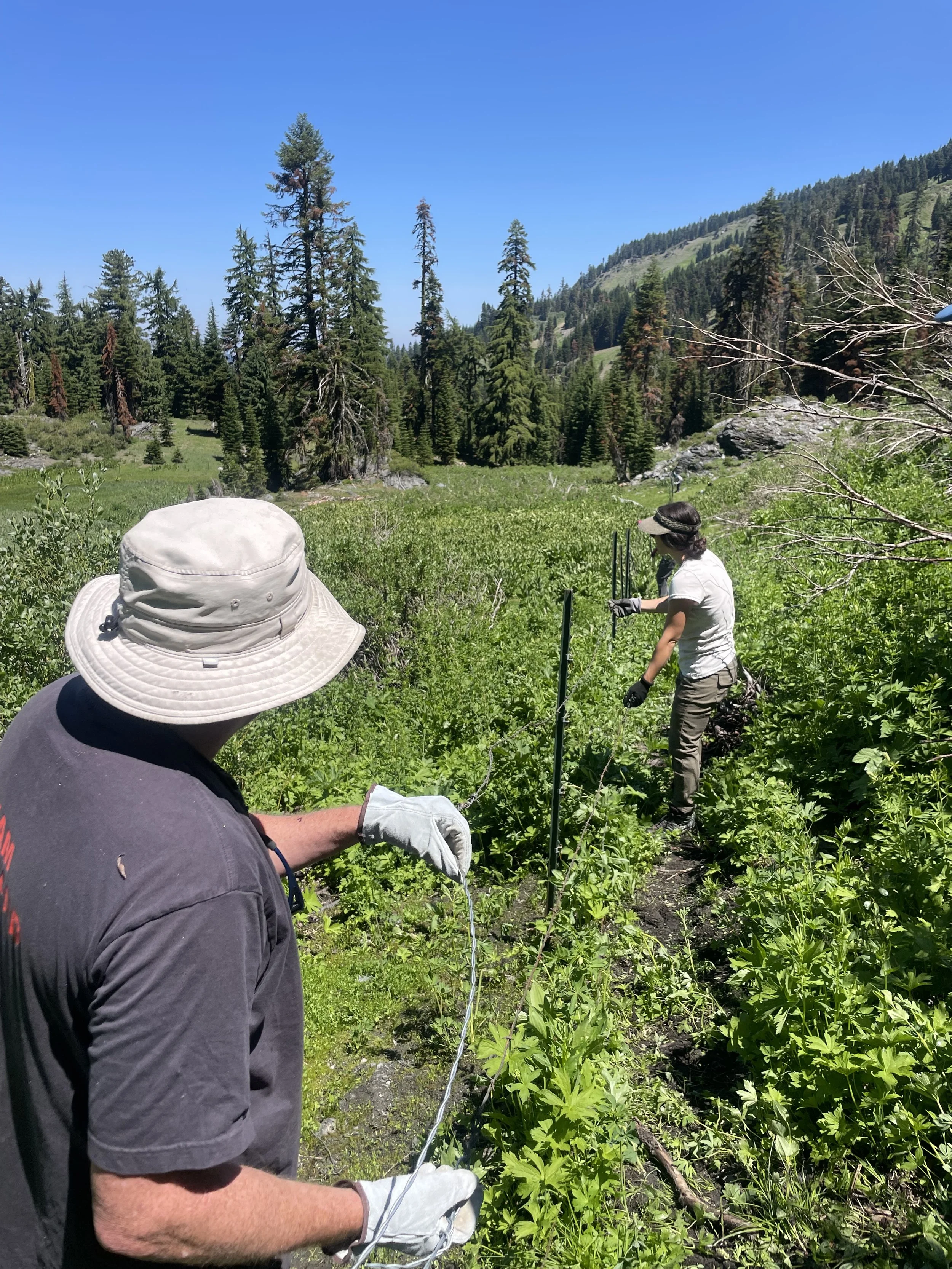 Partnership with USFS pays off at Alex Hole meadow