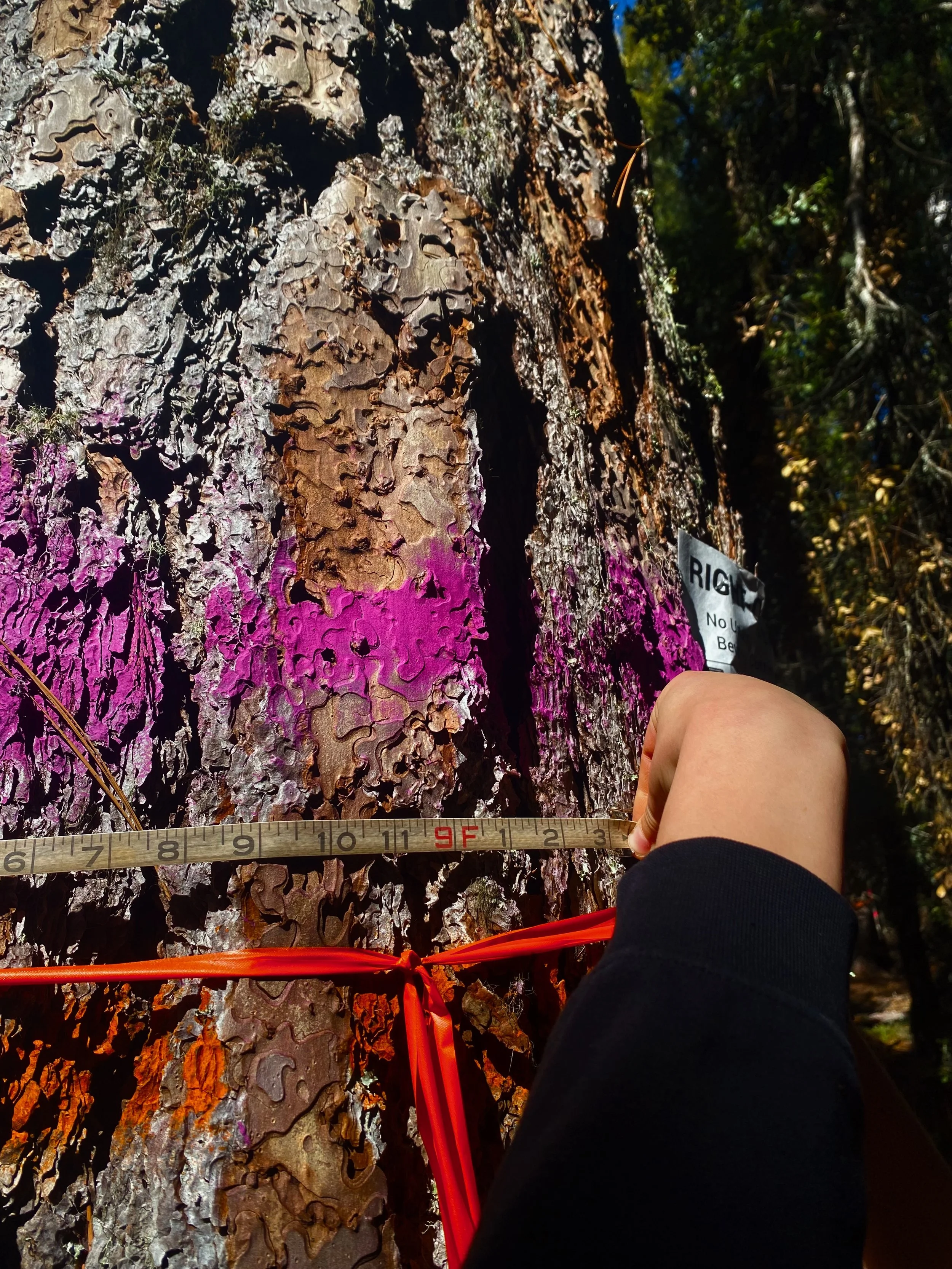 The Desecration of Saint Paul Mountain