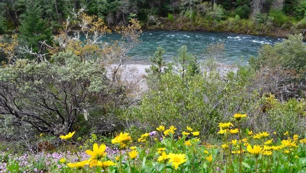 A colorful wildflower hike in the Eight Dollar Mountain Botanical Area 🌼