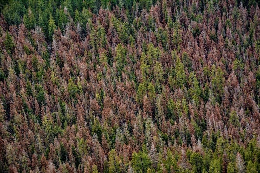 What's the Deal With the Douglas-fir die-off, the BLM's Logging Agenda, &amp; KS Wild?