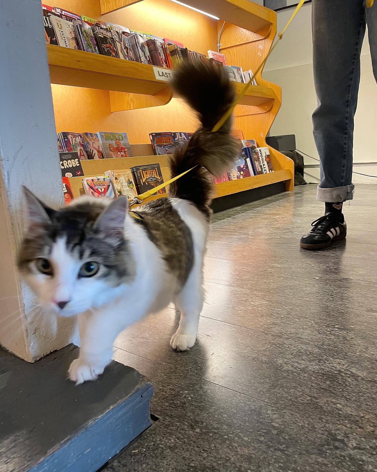 extremely breaking news, we had our first feline shopper of the year 🥲❤️❤️❤️❤️