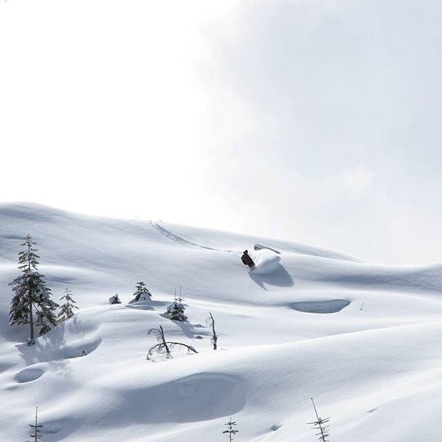 #marchmadness#easylikesundaymorning#powderhounds 📷@adeegilmour