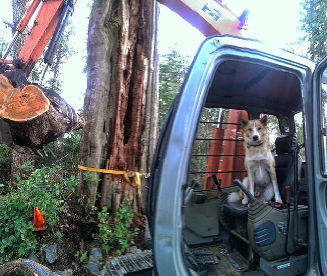 Salvaging some character pieces from this beautiful old growth cedar that came down today. Always keen to help, the hound jumped on the controls. 
#salvage#oldgrowth#shopdog#powderhound