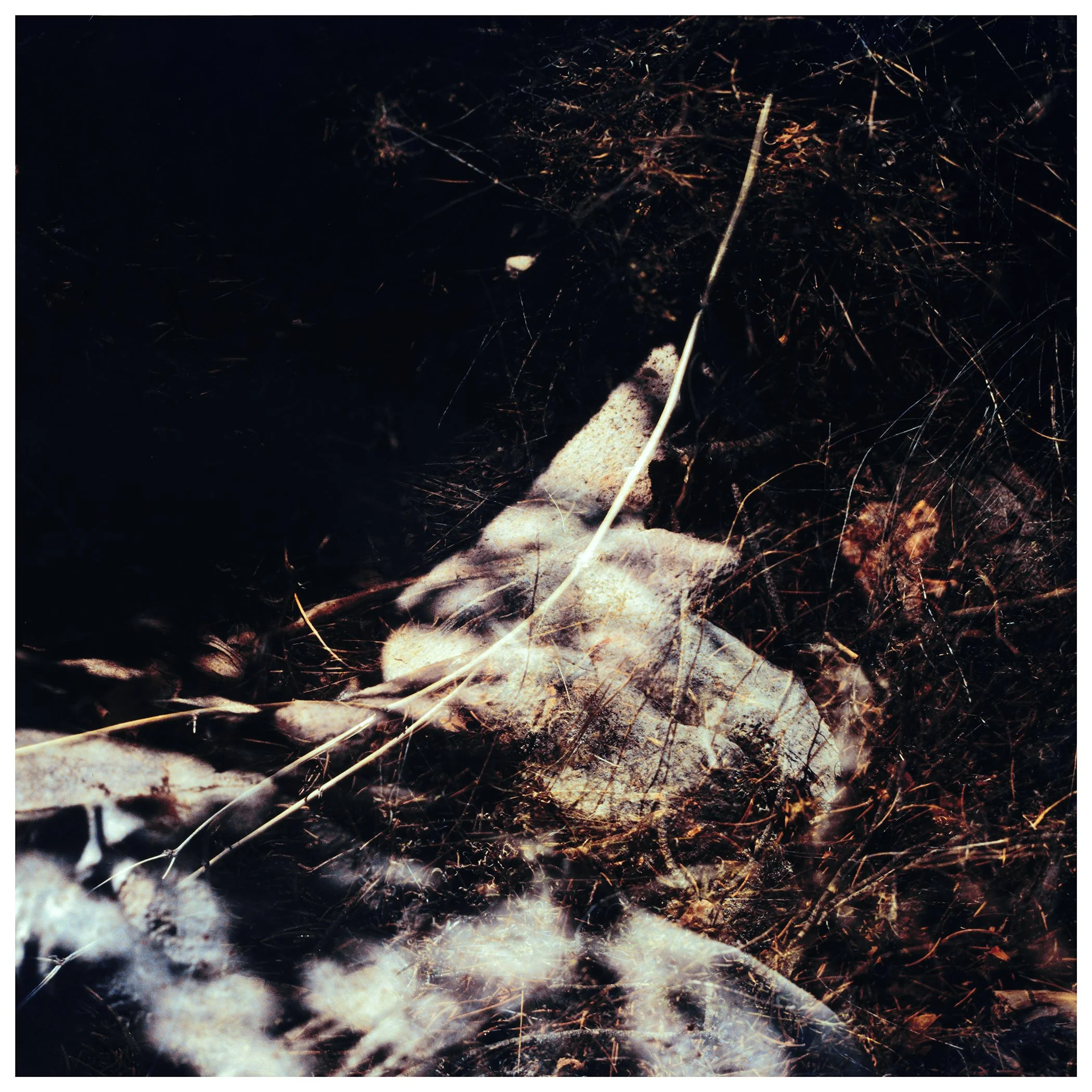 FOLIAGE_POSITIVE_01 copy.jpg