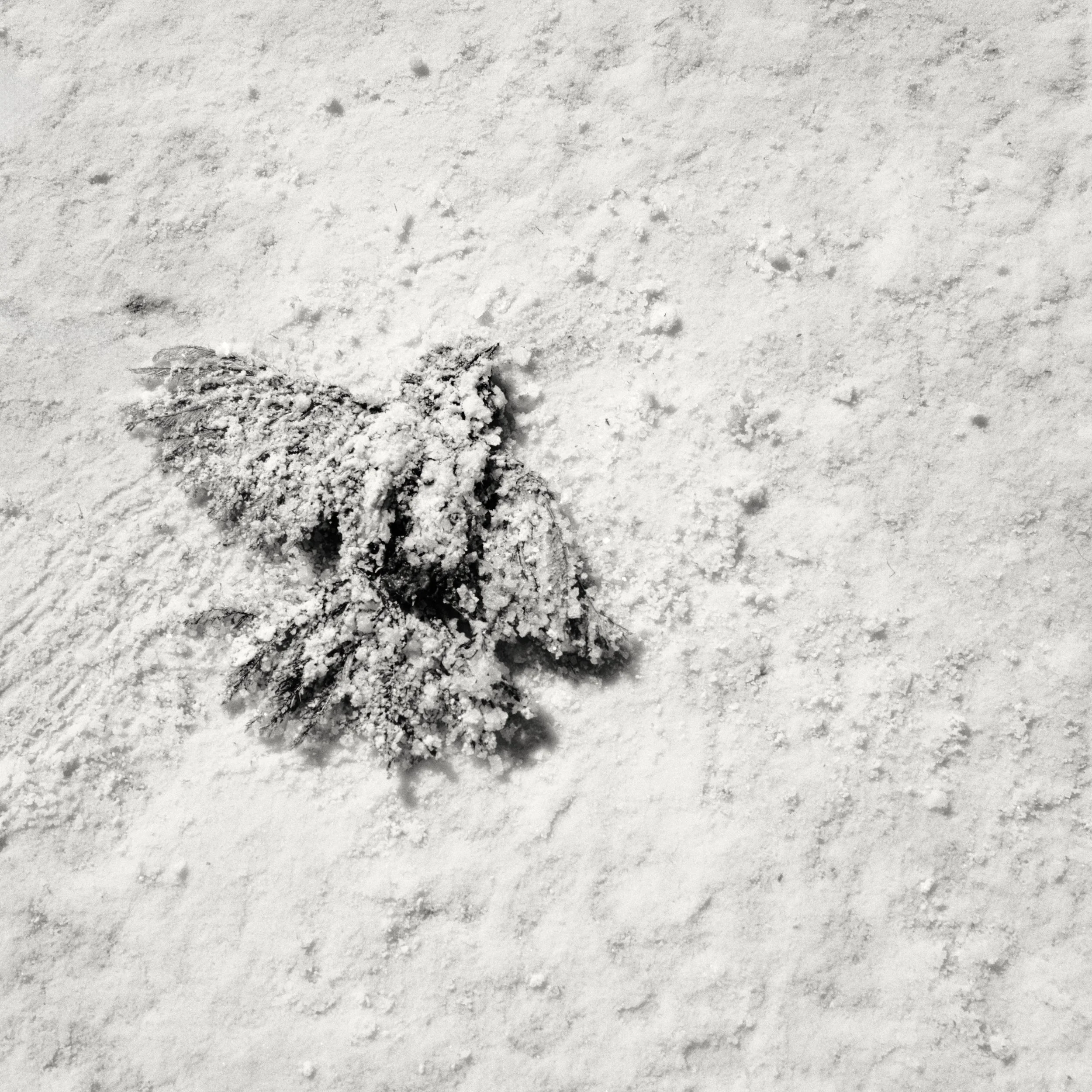 death valley, nv / march 2026