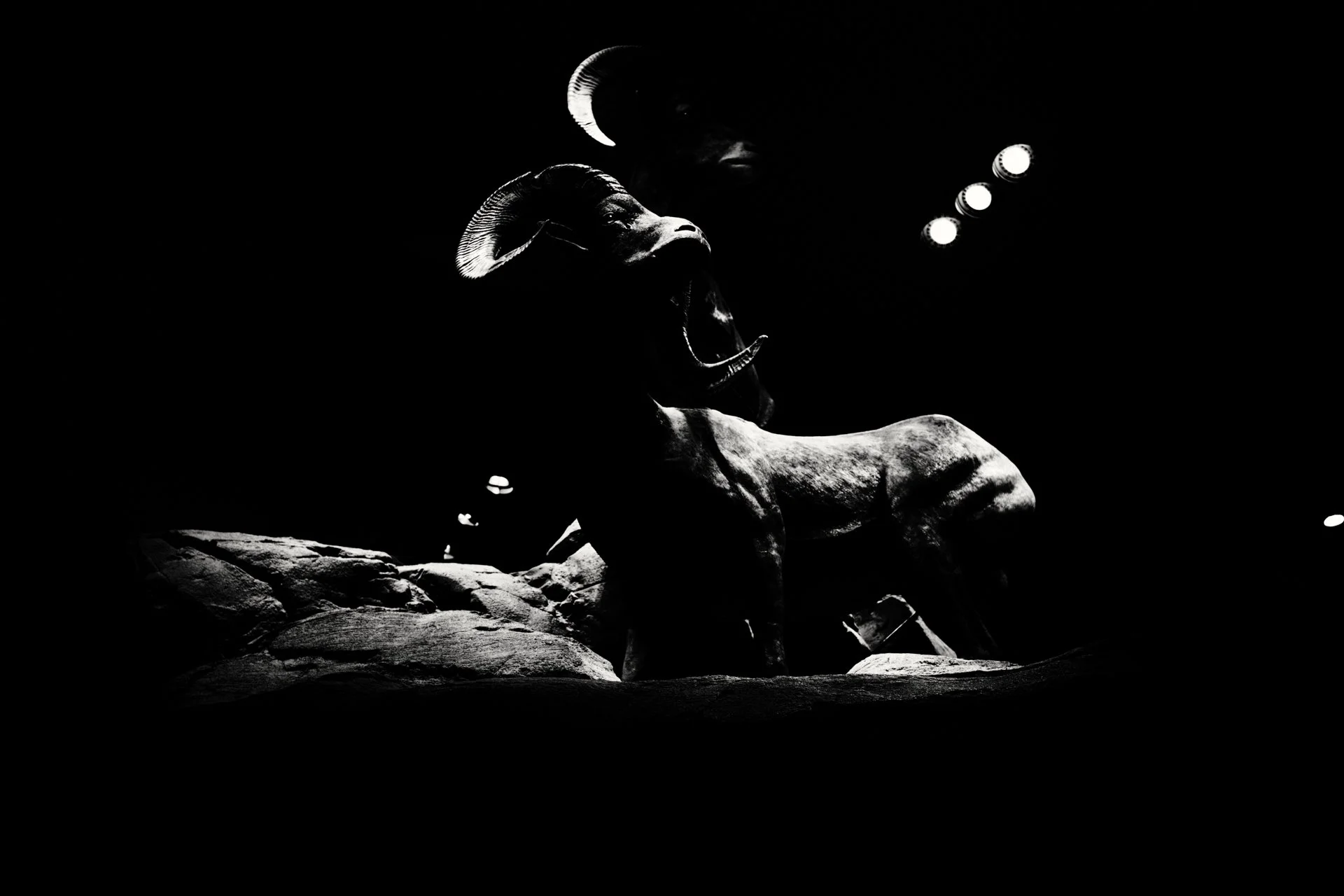 NIKON Z 7-_PJG3941_Nik-0001.jpg